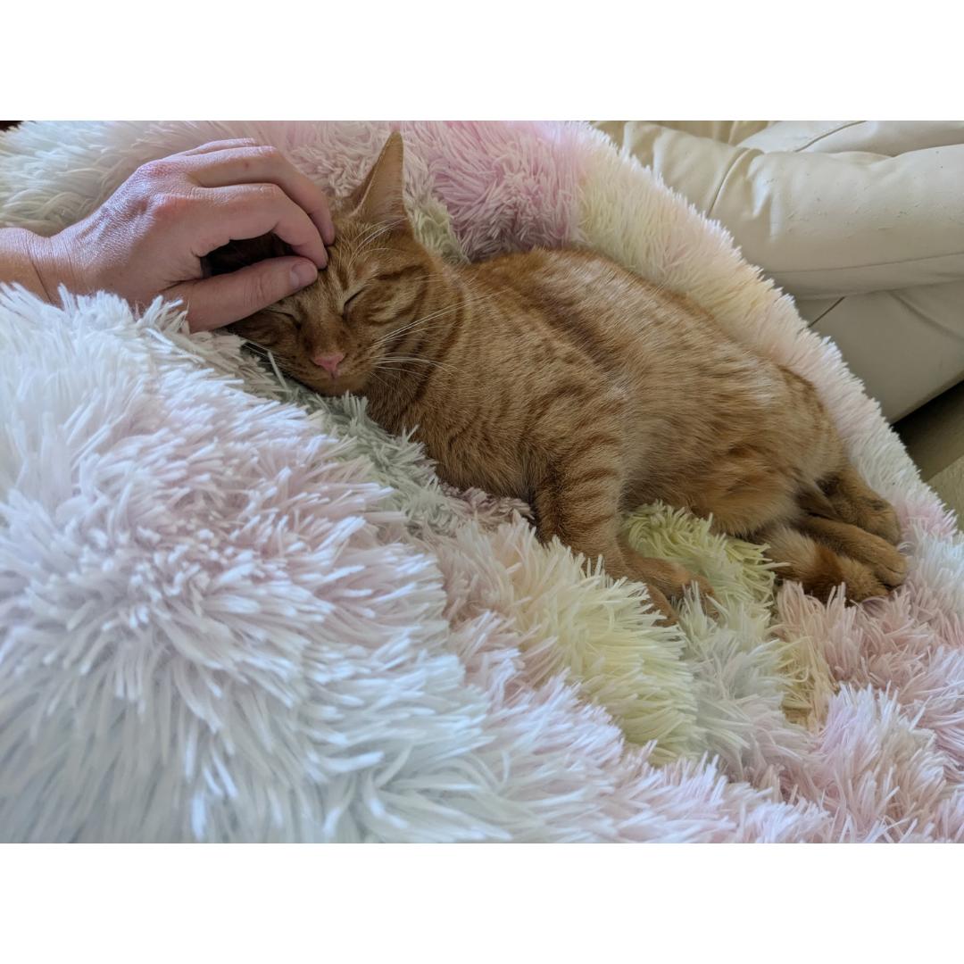 Enlarge Liam, a Adoptable mixed breed in Morgan Hill, CA image 5/6