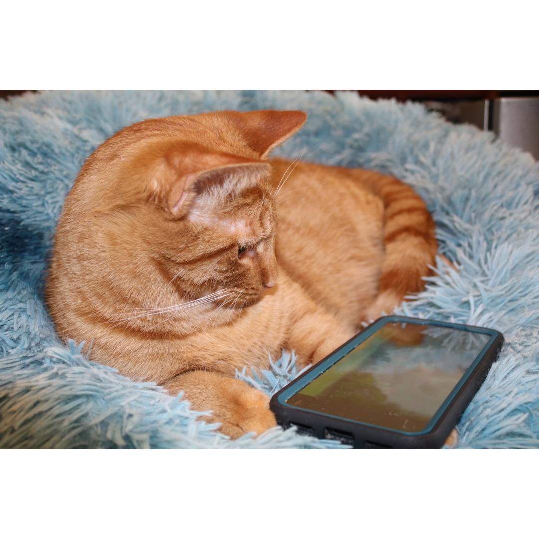 Enlarge Liam, a Adoptable mixed breed in Morgan Hill, CA image 6/6