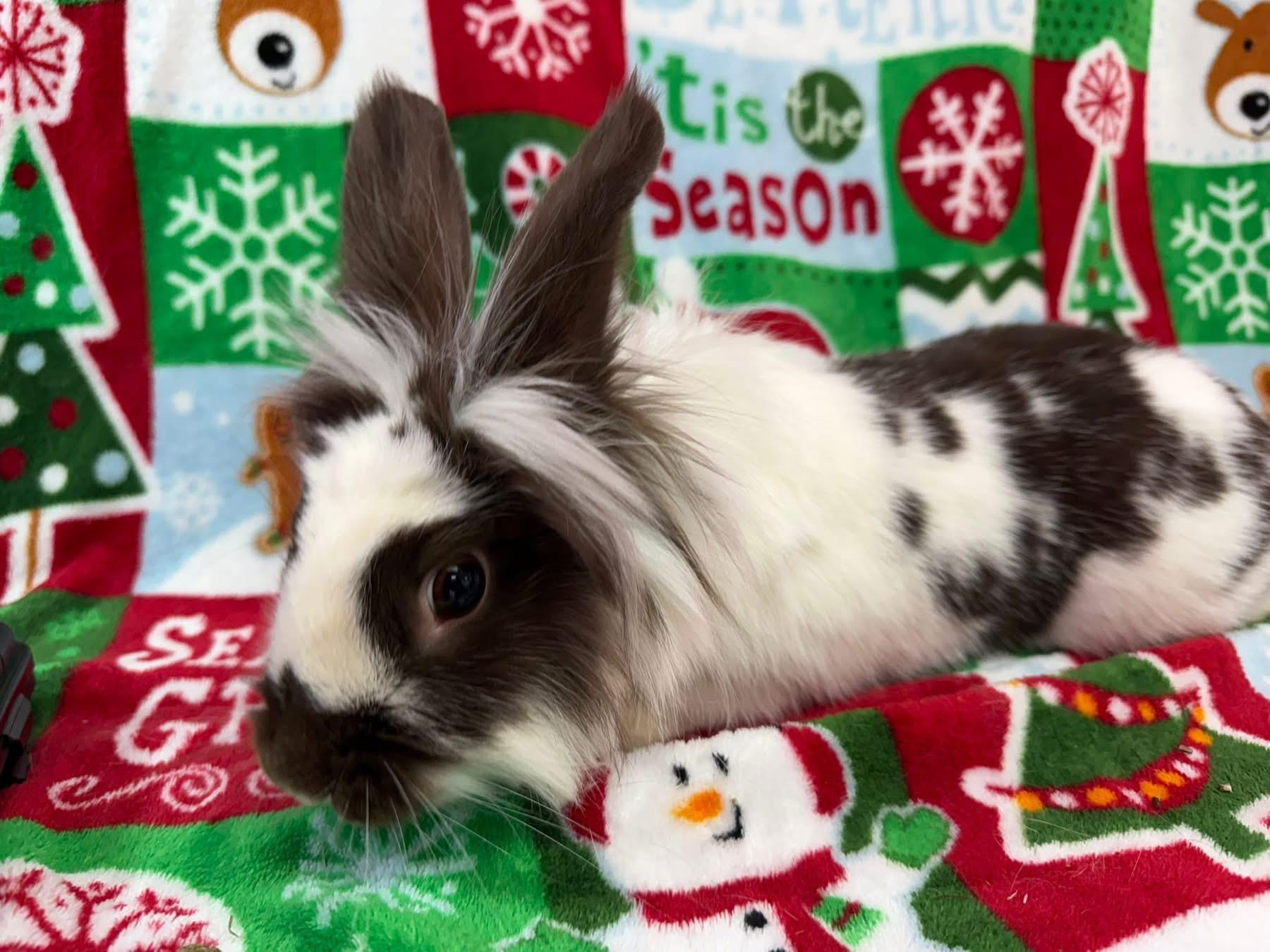 Enlarge Scout, a Adoptable Lionhead in St. Charles, MO image 1/3