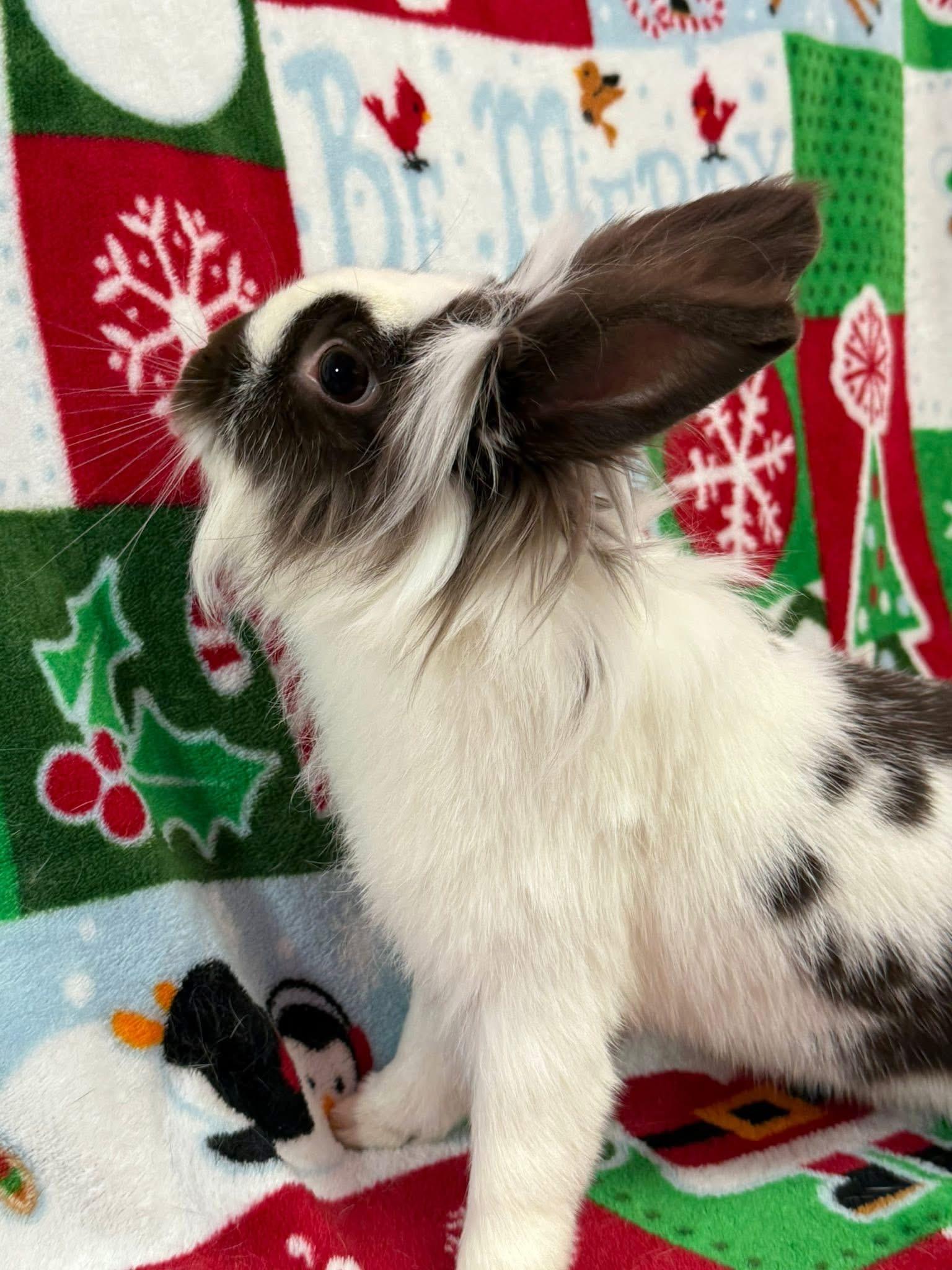 Enlarge Scout, a Adoptable Lionhead in St. Charles, MO image 2/3