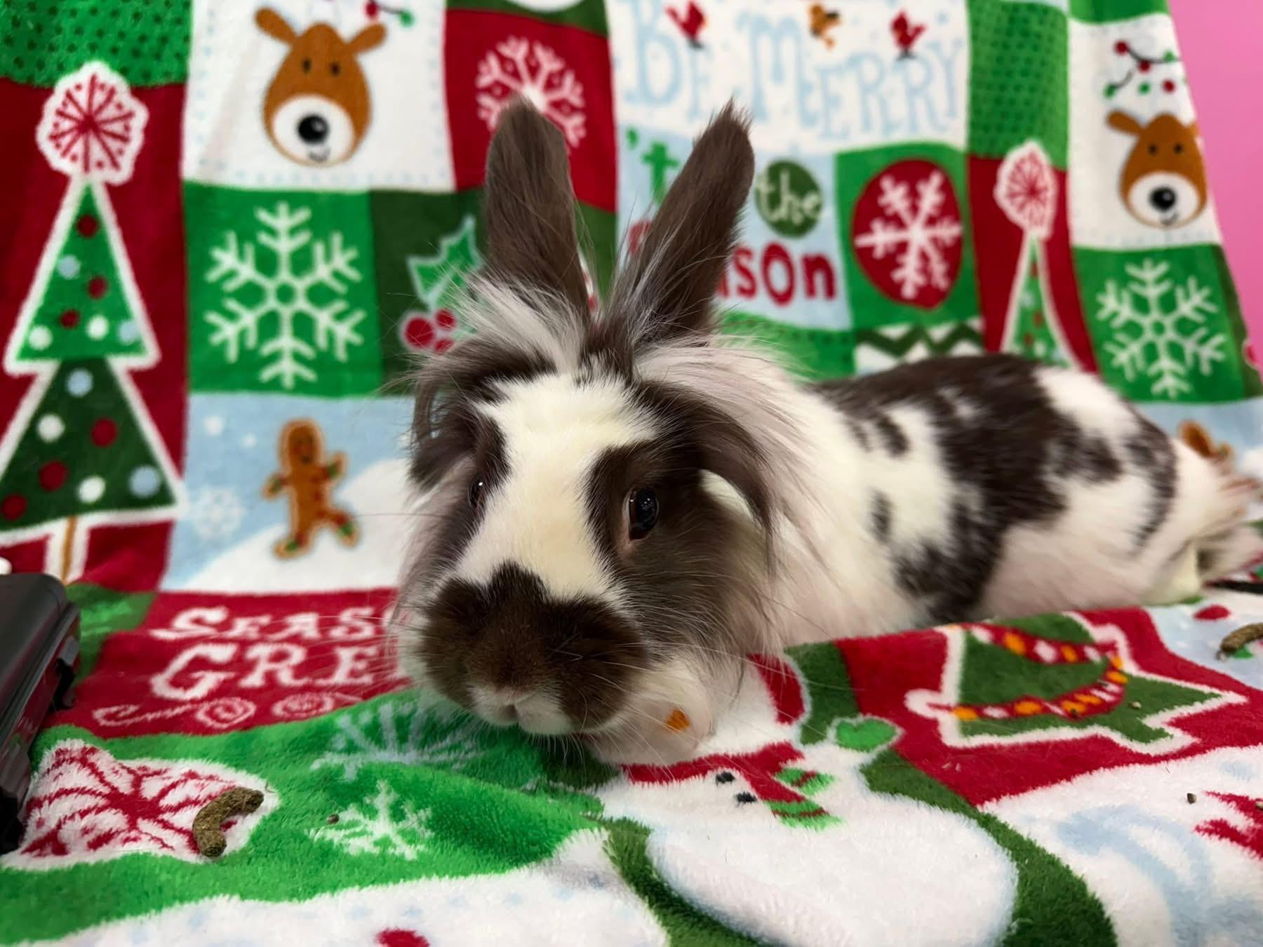 Enlarge Scout, a Adoptable Lionhead in St. Charles, MO image 3/3