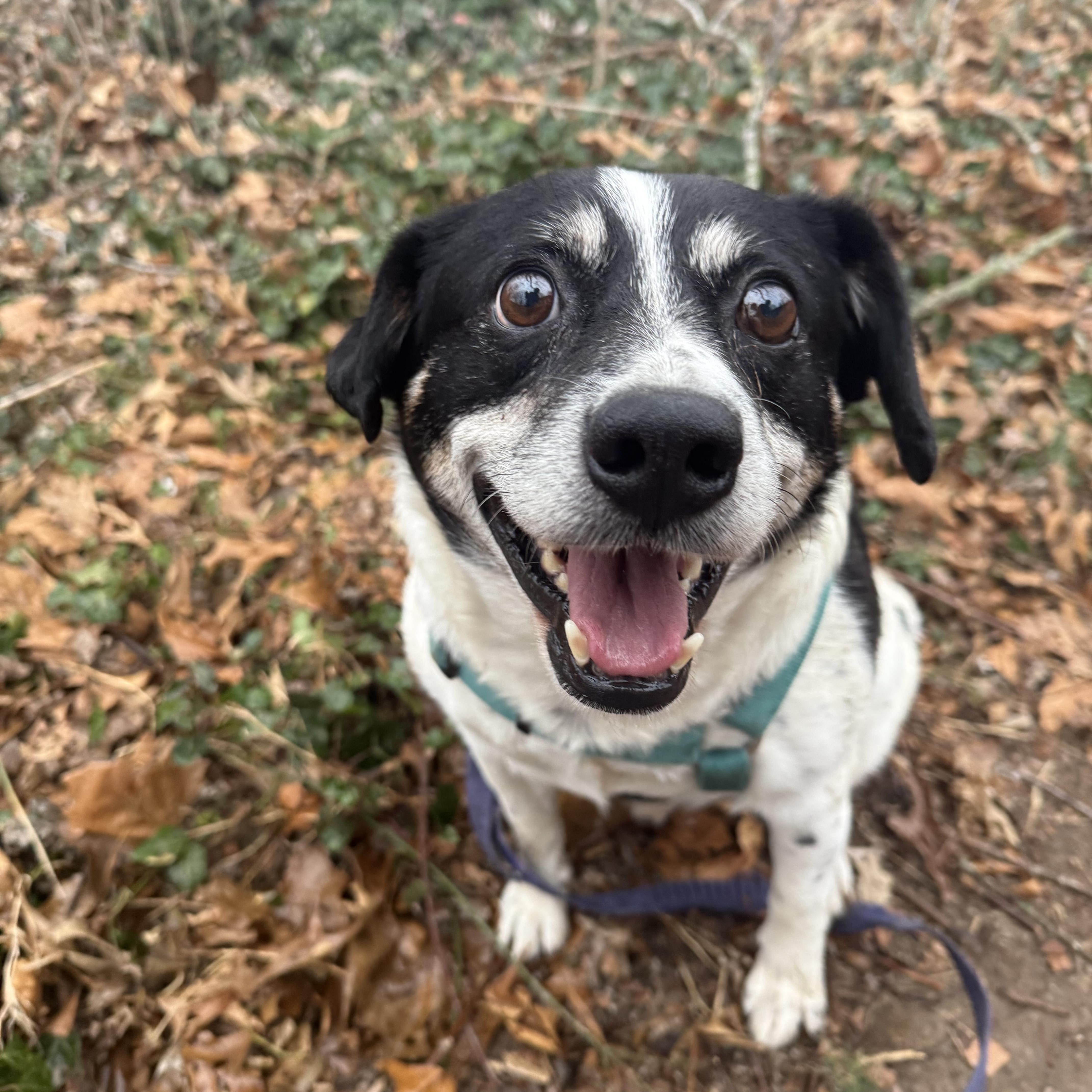 George Bailey — thumbnail 2