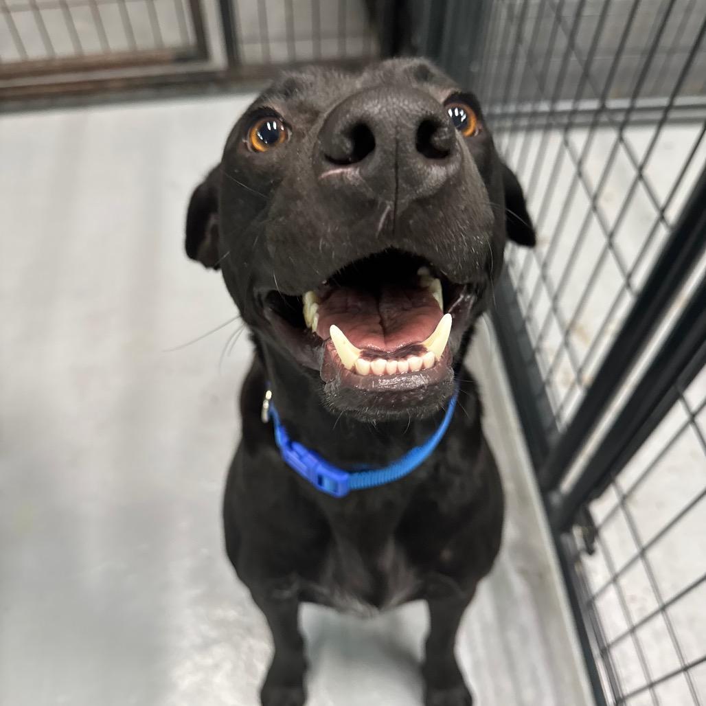 Enlarge Ciro, a Adoptable mixed breed in Tacoma, WA image 1/6