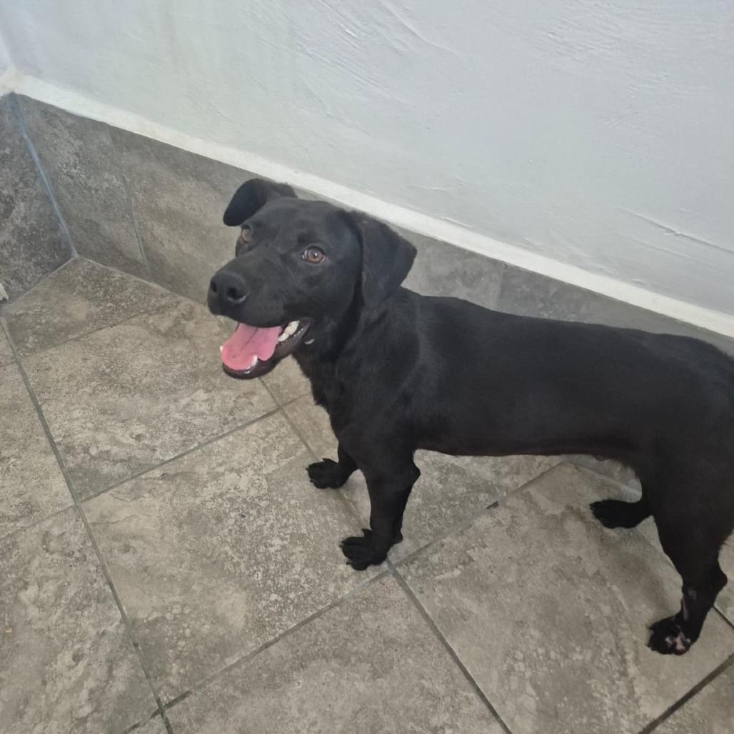 Enlarge Ciro, a Adoptable mixed breed in Tacoma, WA image 2/6