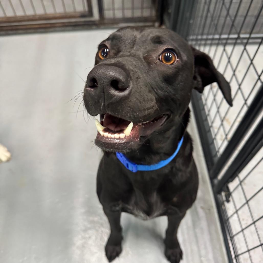 Enlarge Ciro, a Adoptable mixed breed in Tacoma, WA image 4/6