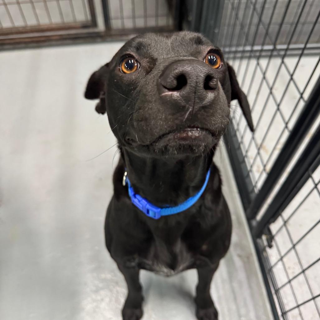 Enlarge Ciro, a Adoptable mixed breed in Tacoma, WA image 5/6