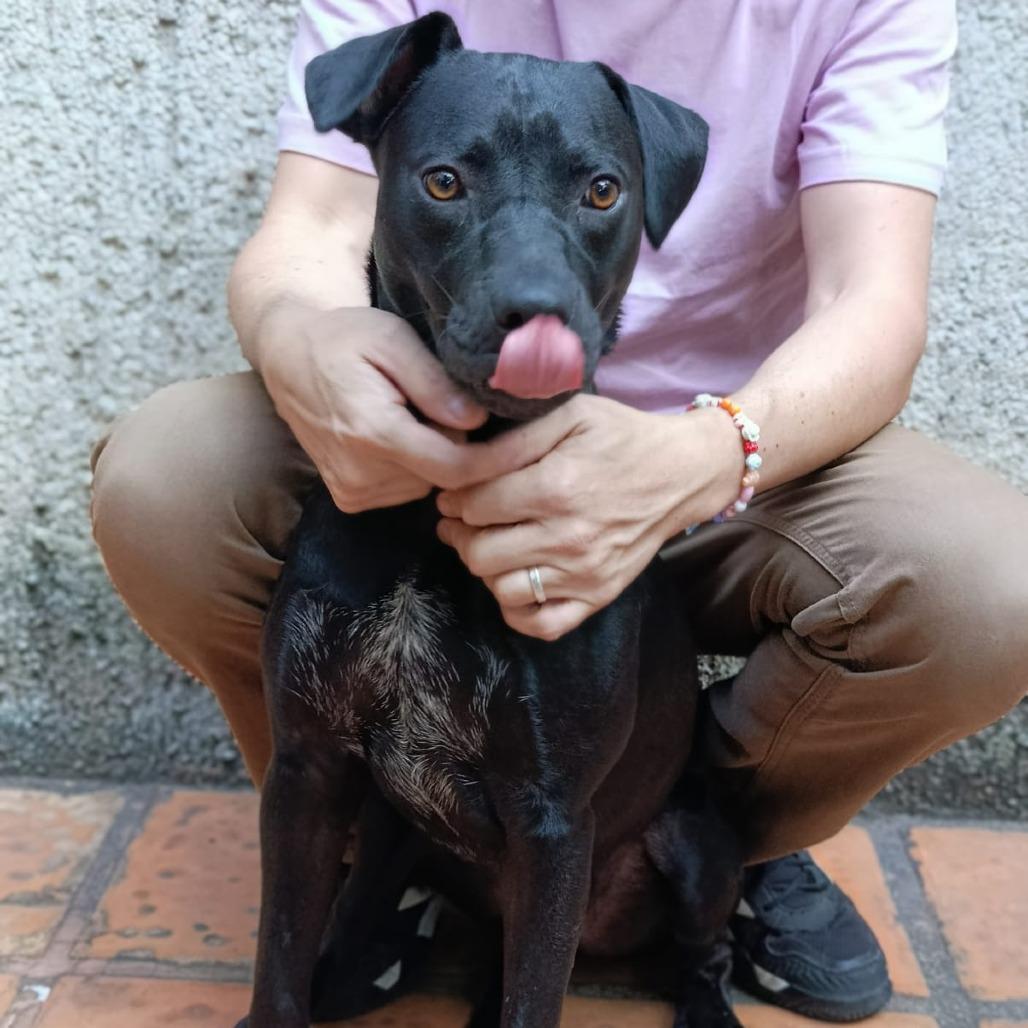 Enlarge Ciro, a Adoptable mixed breed in Tacoma, WA image 6/6