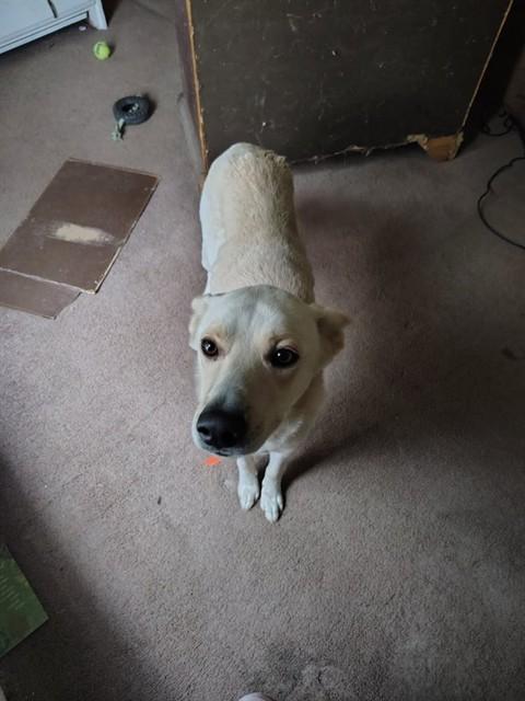 BEAR, Adoptable, Young Male Golden Retriever & Labrador Retriever.