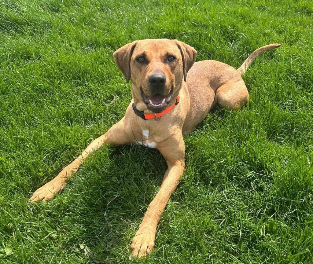 Gloria, Adoptable, Young Female Retriever.