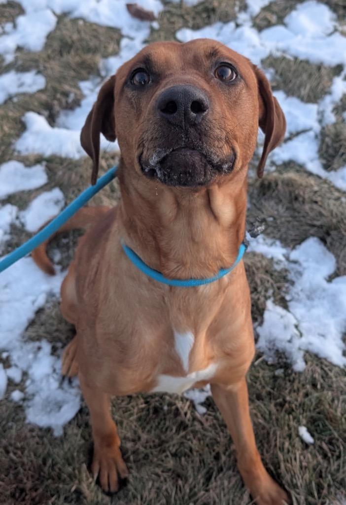 Enlarge Gloria, a Adoptable mixed breed in Defiance, OH image 1/6