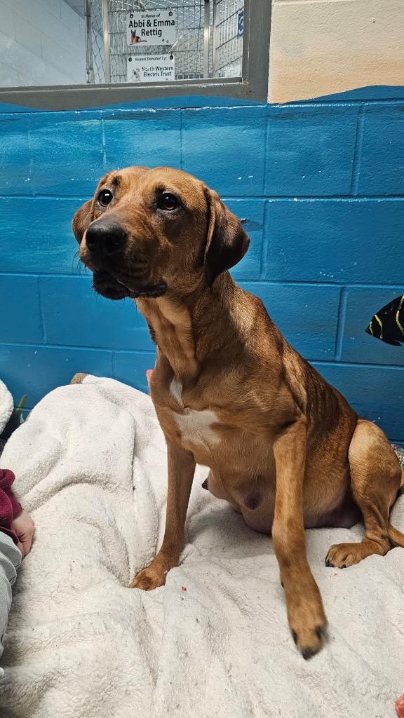 Gloria, Adoptable, Young Female Retriever.