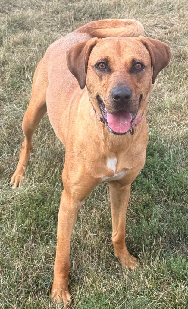 Gloria, a Adoptable mixed breed in Defiance, OH image 2/6