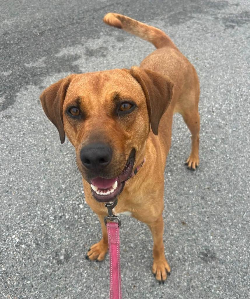 Enlarge Gloria, a Adoptable mixed breed in Defiance, OH image 2/6
