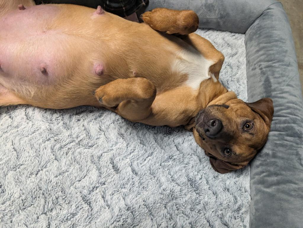 Enlarge Gloria, a Adoptable mixed breed in Defiance, OH image 2/6