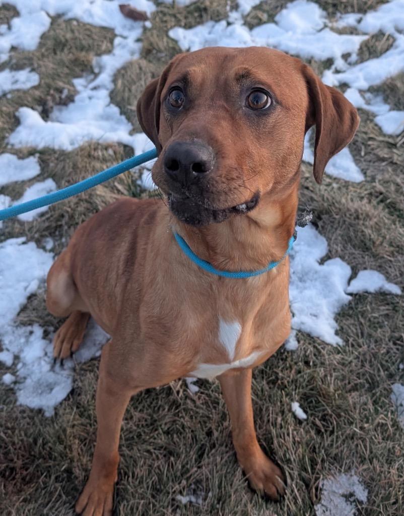 Enlarge Gloria, a Adoptable mixed breed in Defiance, OH image 4/6