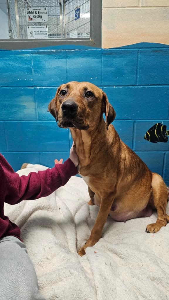 Enlarge Gloria, a Adoptable mixed breed in Defiance, OH image 6/6