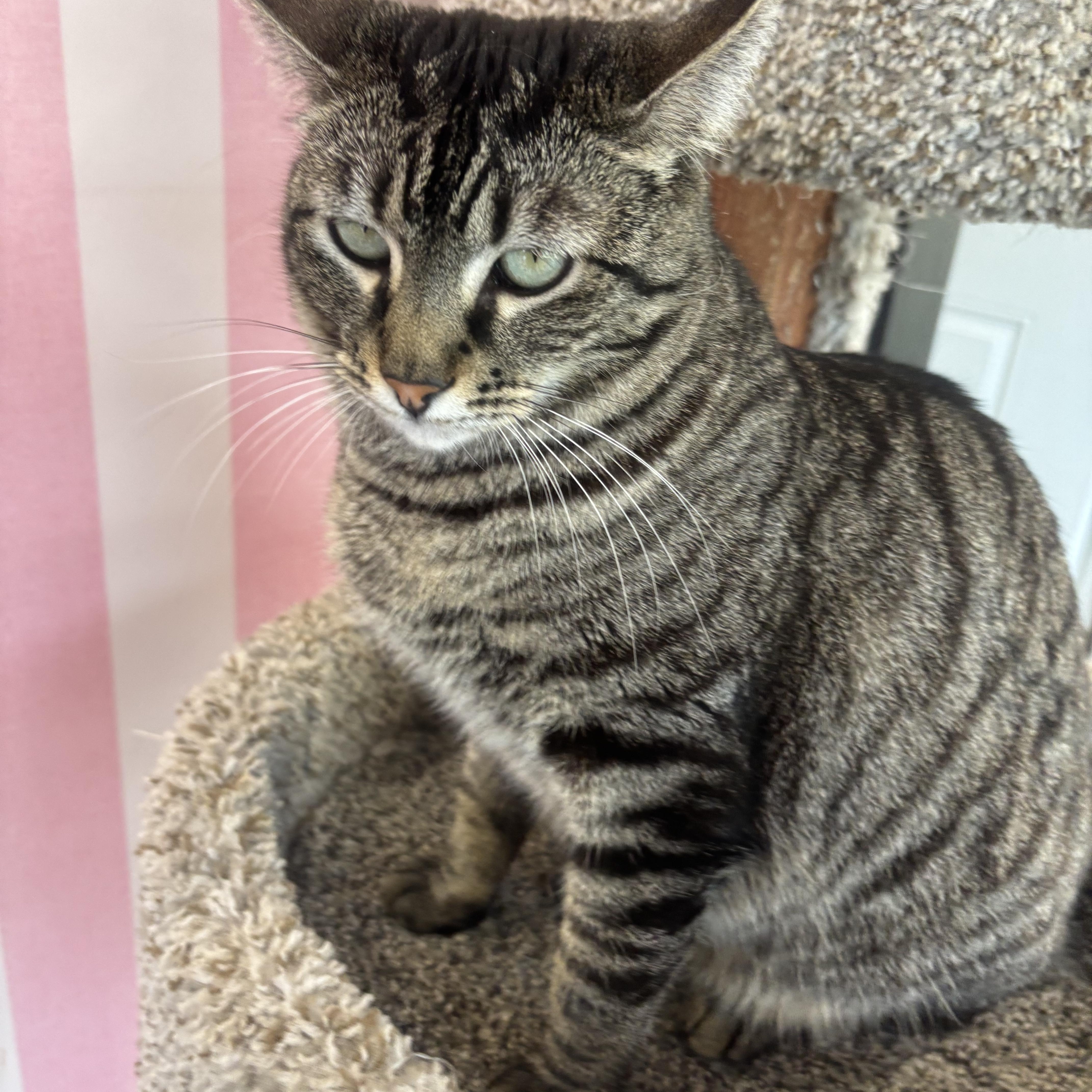 Gypsy, a Adoptable Domestic Short Hair in Whittier, CA image 5/6