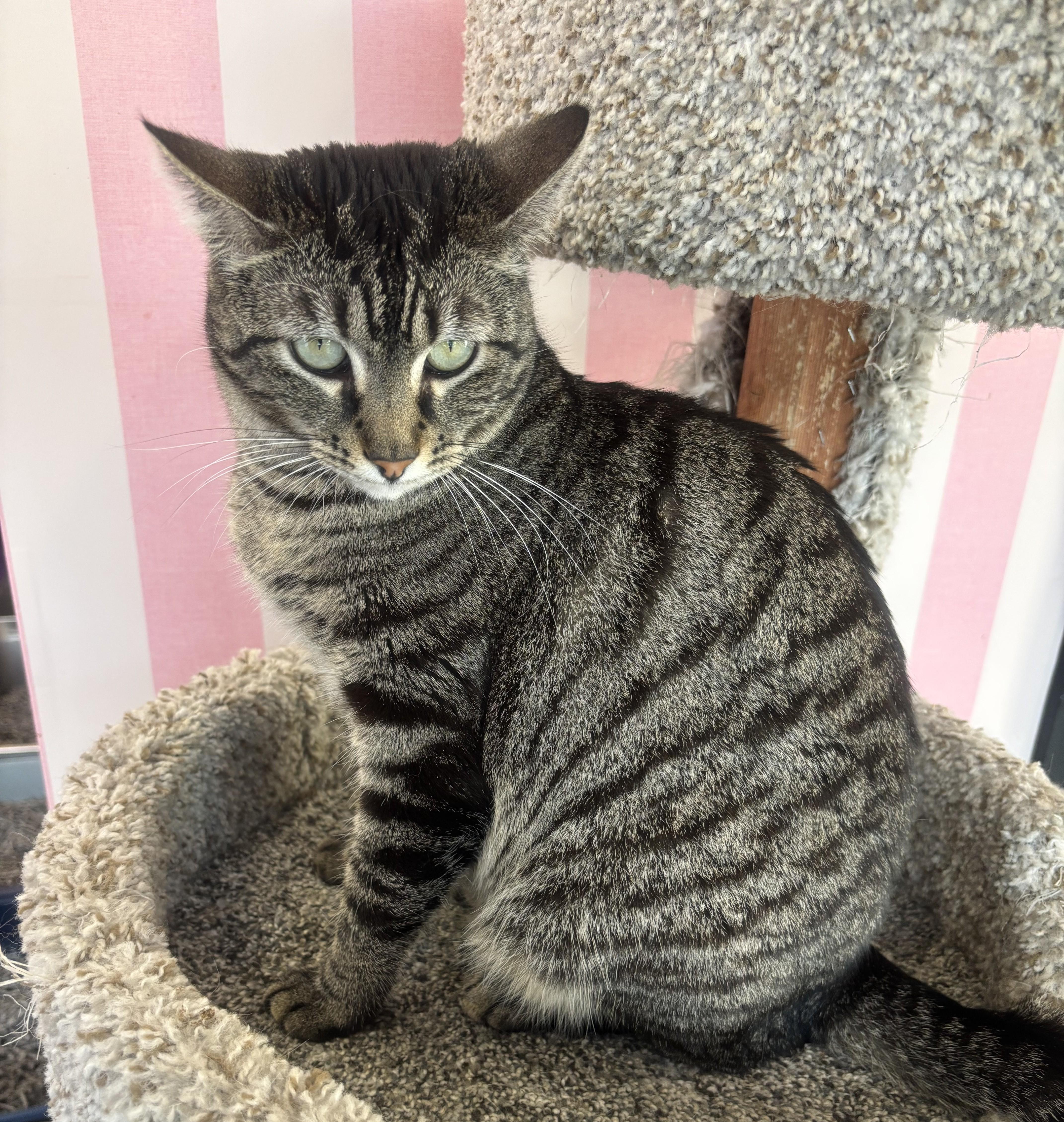 Gypsy, a Adoptable Domestic Short Hair in Whittier, CA image 1/6