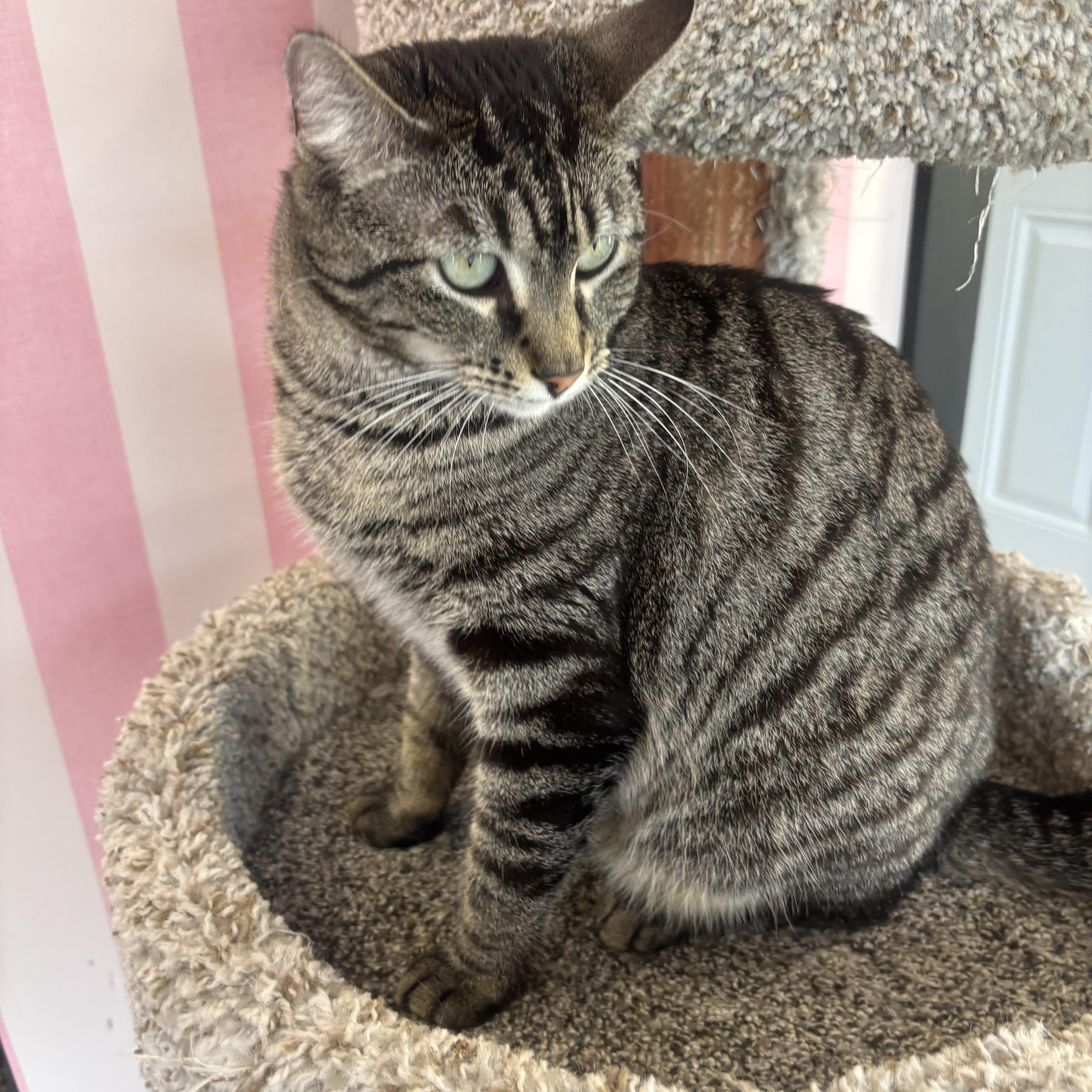 Gypsy, a Adoptable Domestic Short Hair in Whittier, CA image 2/6