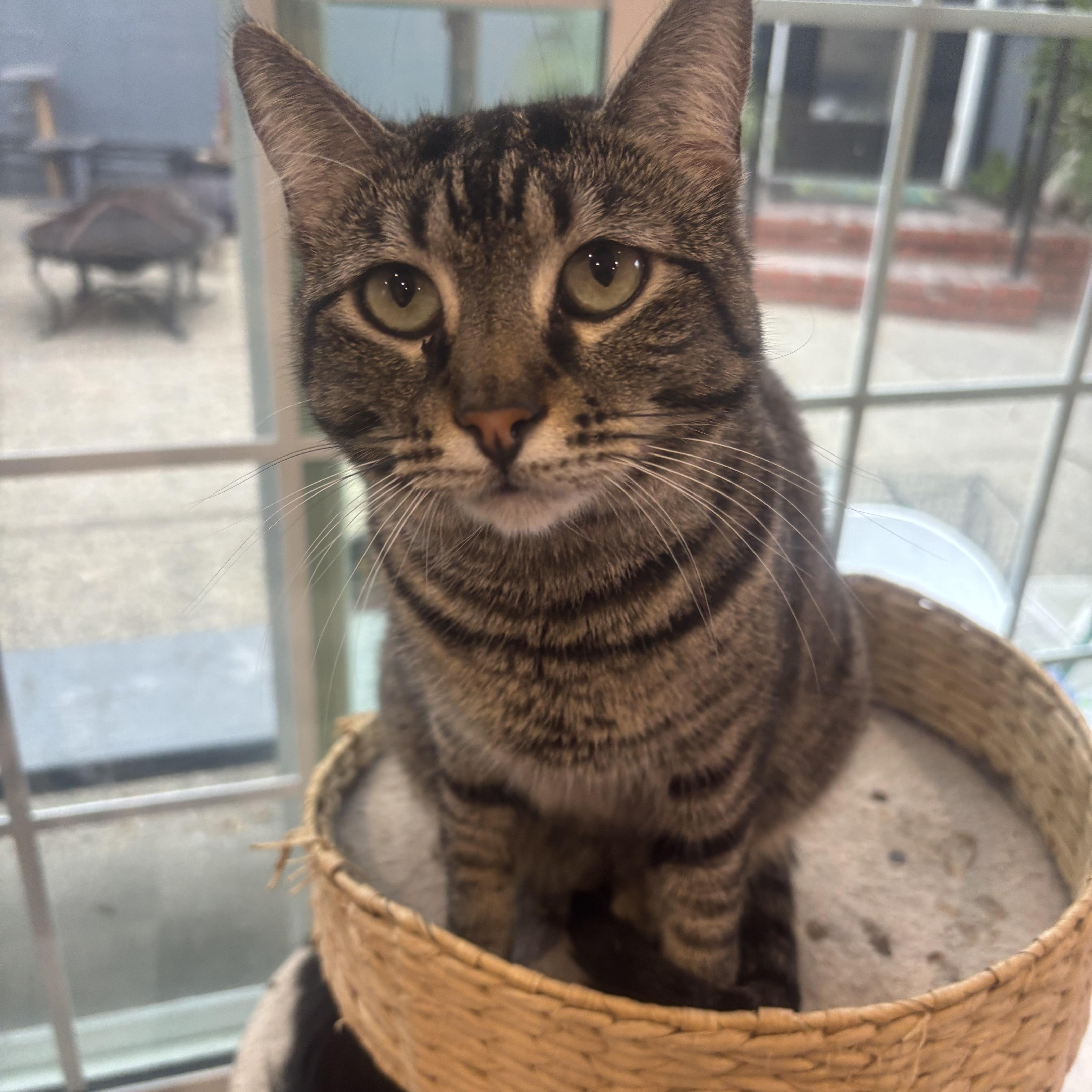 Gypsy, a Adoptable Domestic Short Hair in Whittier, CA image 6/6