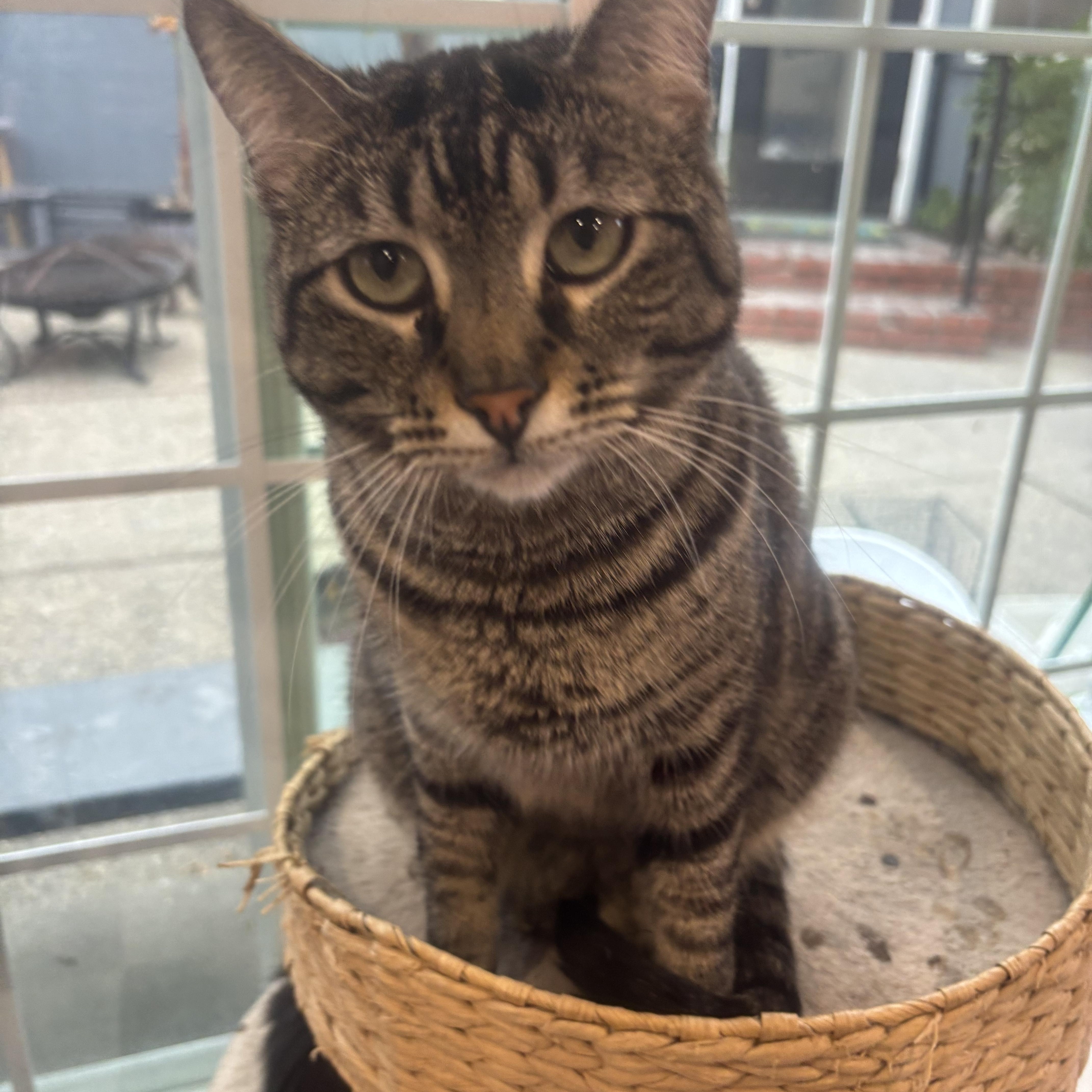 Gypsy, a Adoptable Domestic Short Hair in Whittier, CA image 4/6