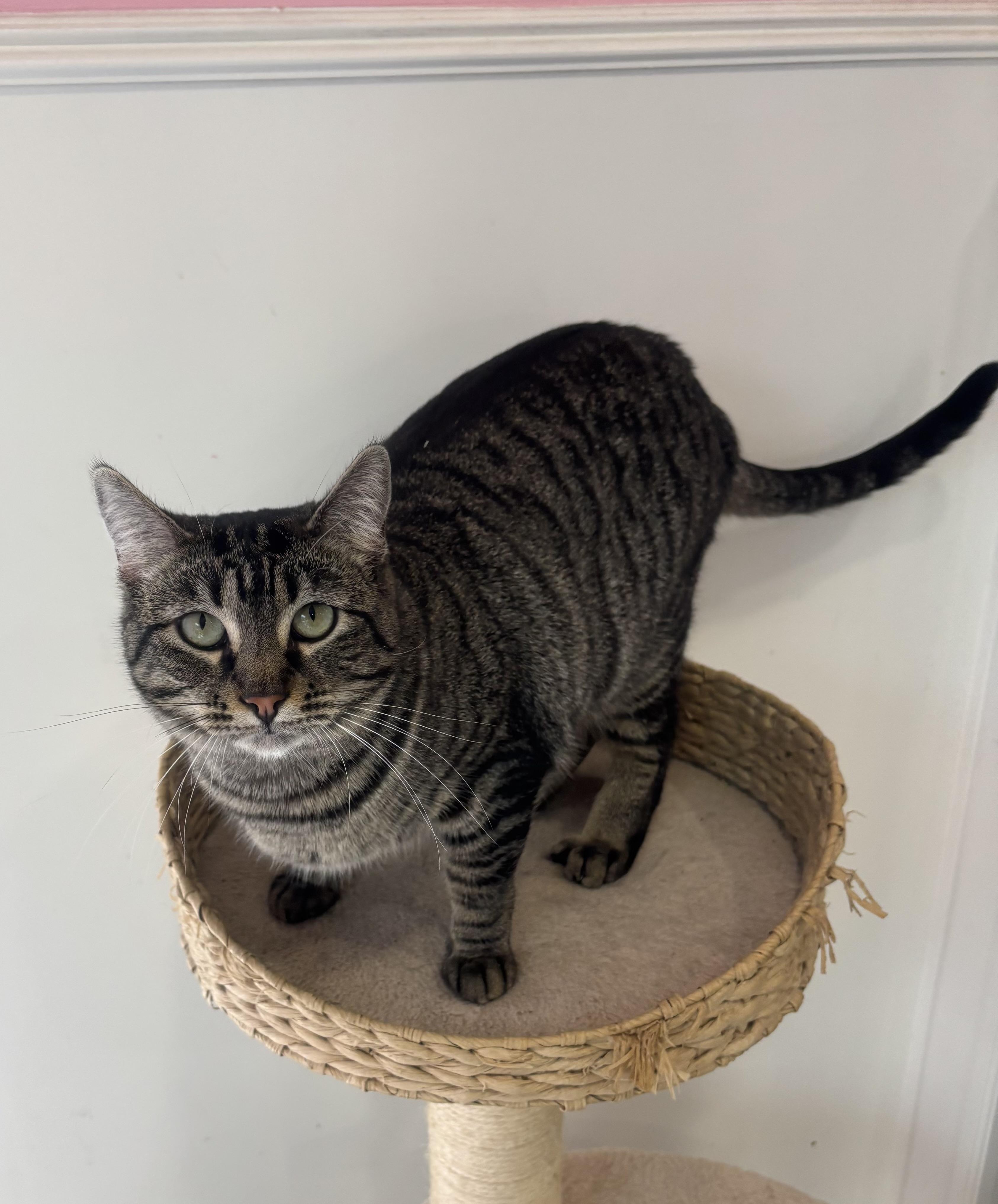 Gypsy, a Adoptable Domestic Short Hair in Whittier, CA image 3/6