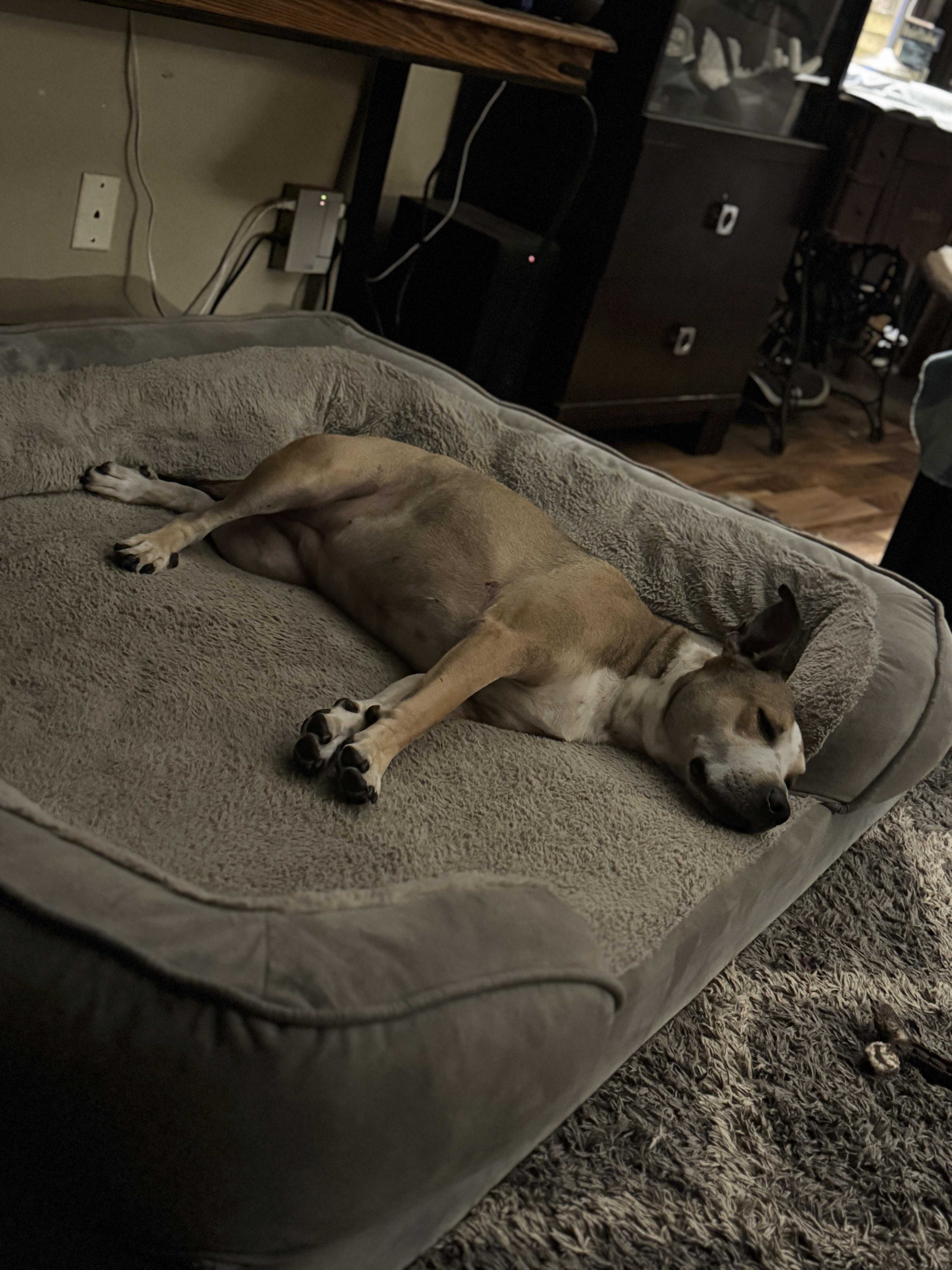 Enlarge Saber, a Adopted mixed breed in Battle Creek, MI image 1/5