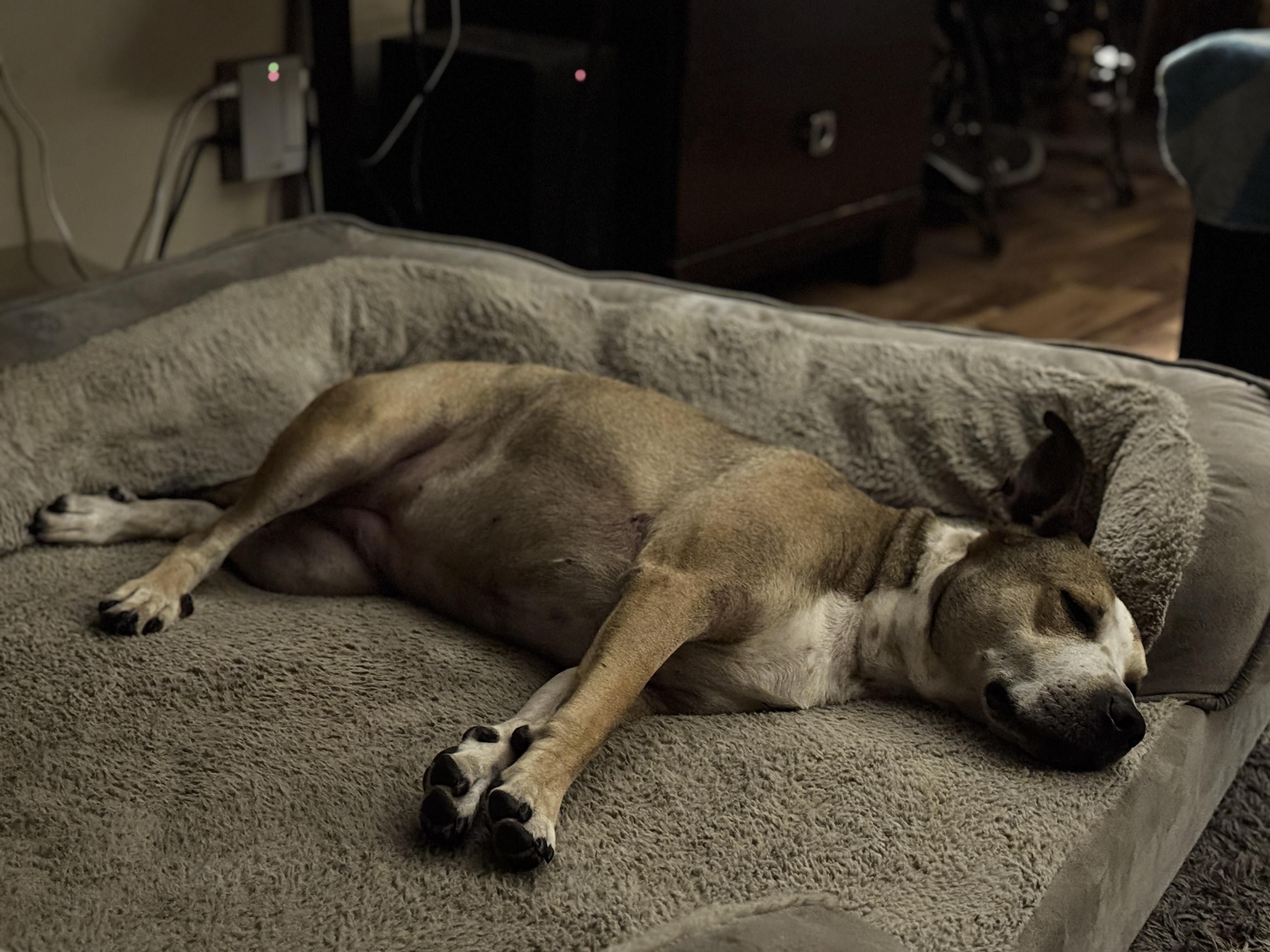 Enlarge Saber, a Adopted mixed breed in Battle Creek, MI image 2/5