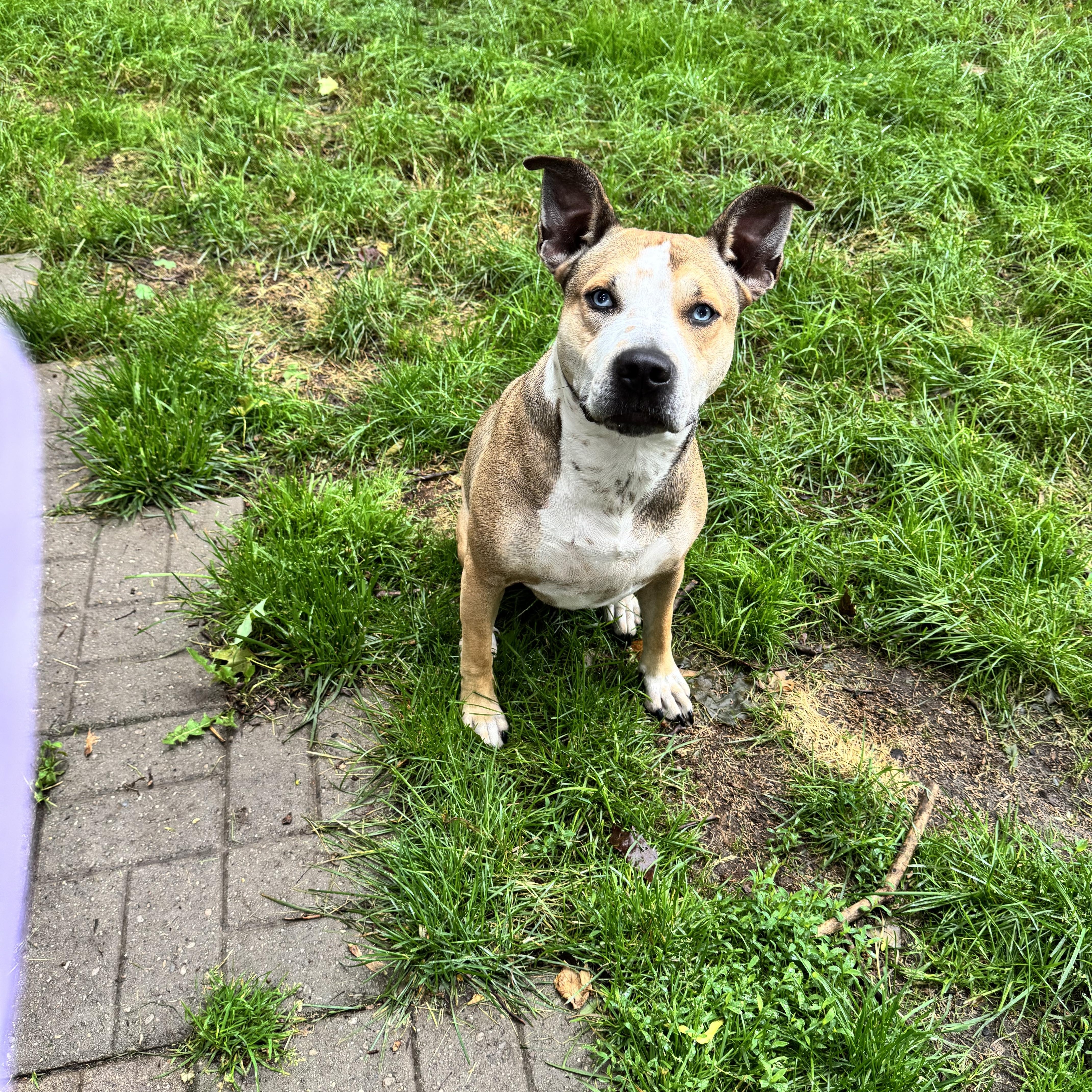 Enlarge Saber, a Adopted mixed breed in Battle Creek, MI image 3/5