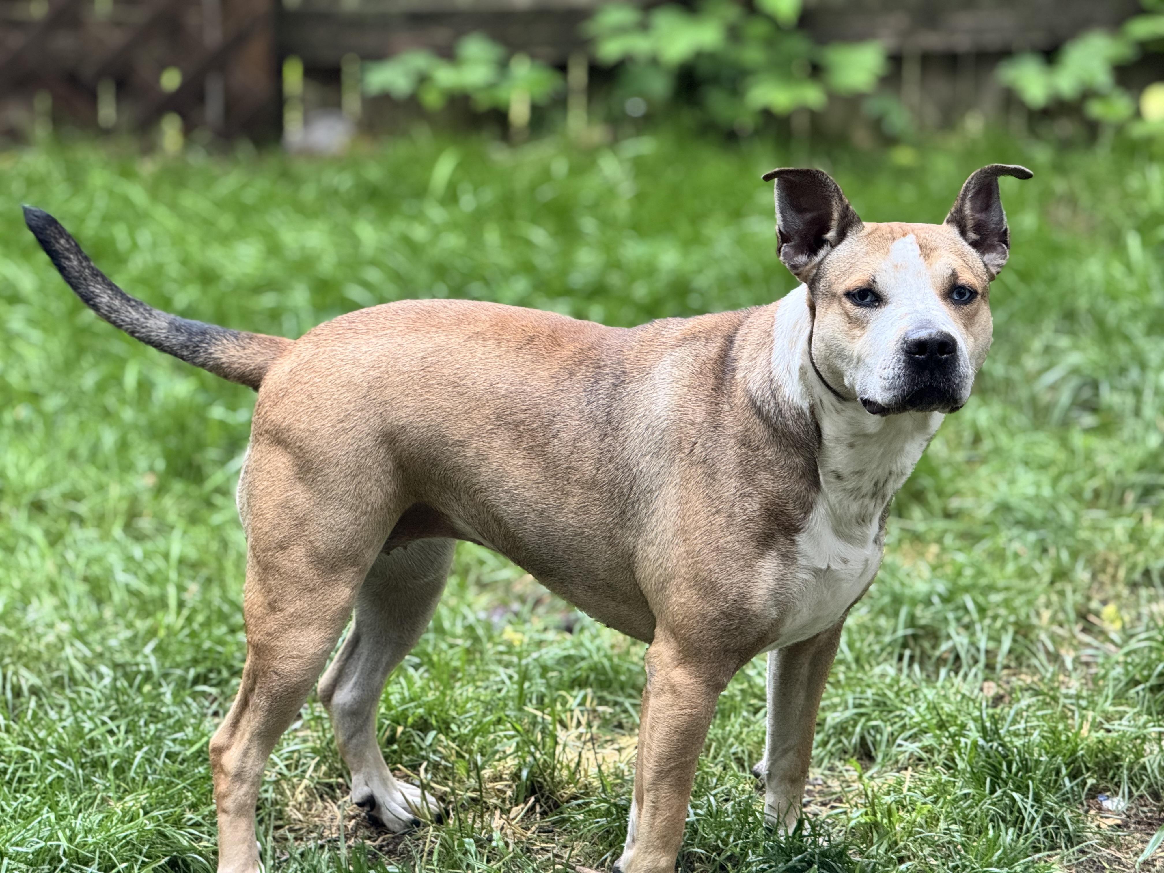 Enlarge Saber, a Adopted mixed breed in Battle Creek, MI image 4/5