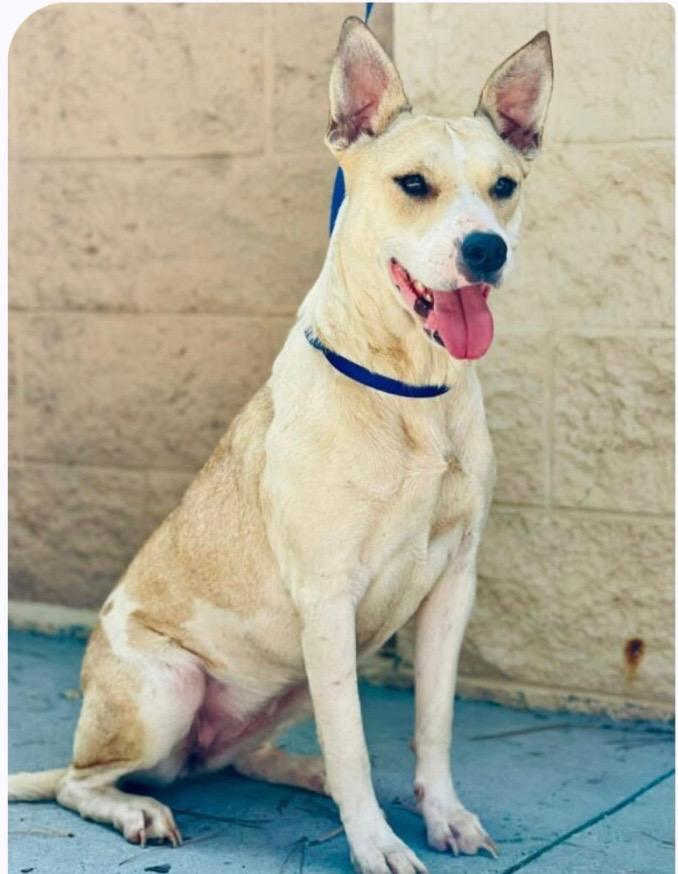Enlarge Sheila, a Adopted mixed breed in Nyack, NY image 1/1