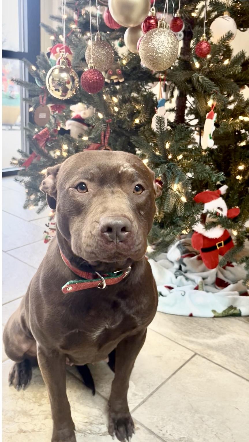 Enlarge Hershey, an adopted mixed breed in Fairfax, VA image 2/5