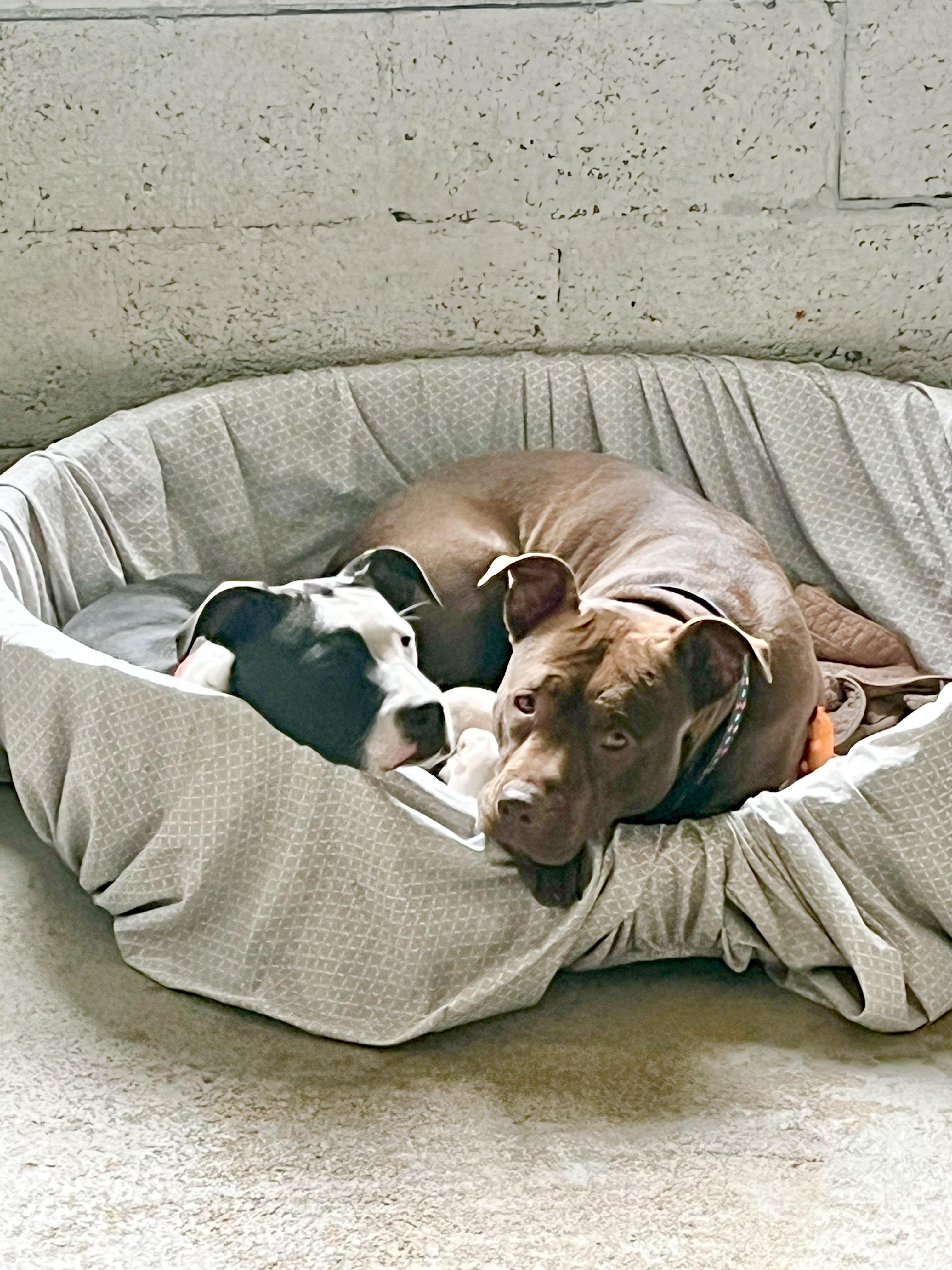 Enlarge Hershey, an adopted mixed breed in Fairfax, VA image 5/5