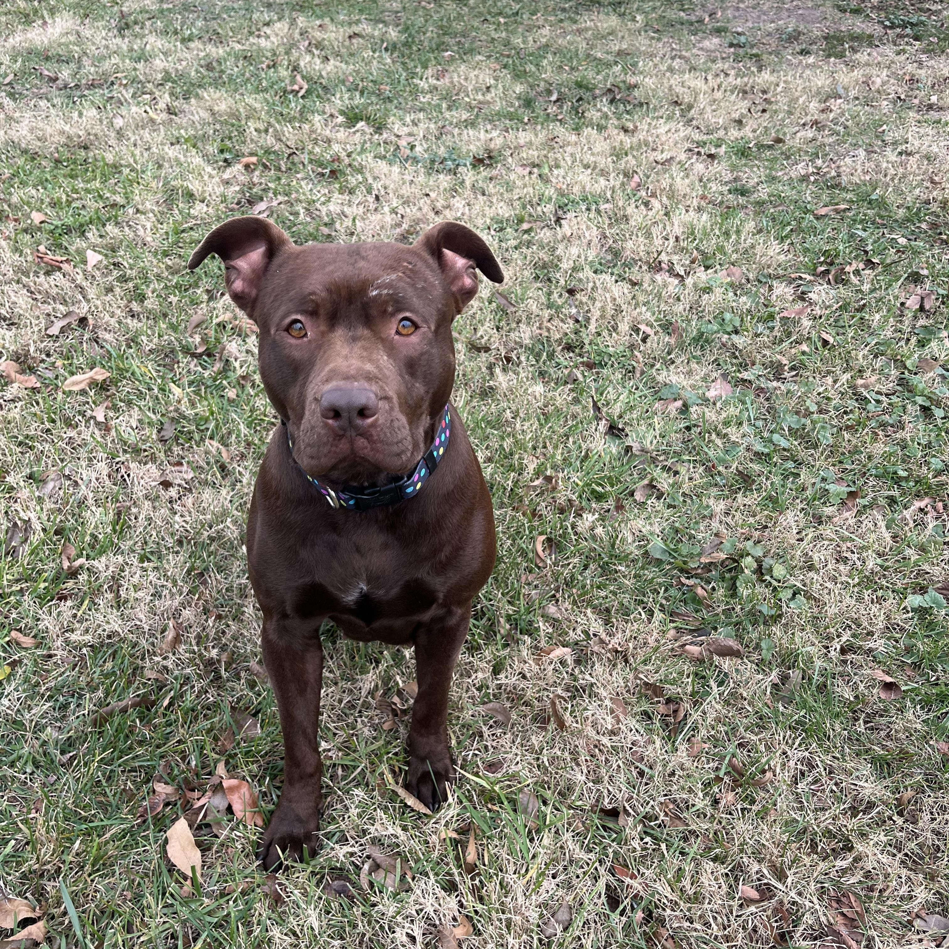 Enlarge Hershey, an adopted mixed breed in Fairfax, VA image 3/5