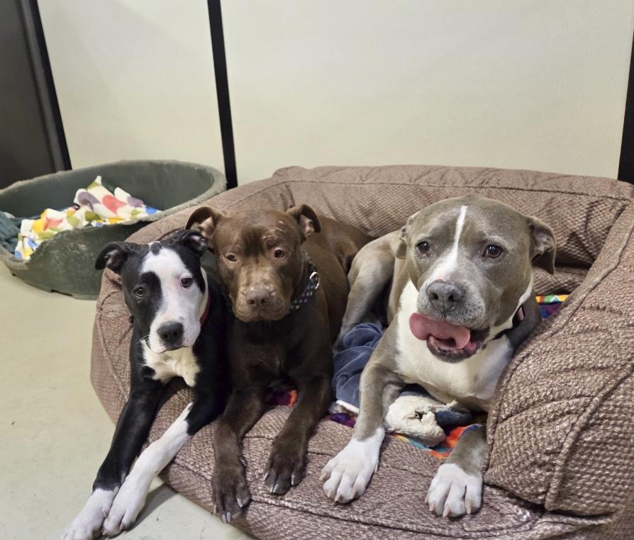 Enlarge Hershey, an adopted mixed breed in Fairfax, VA image 4/5