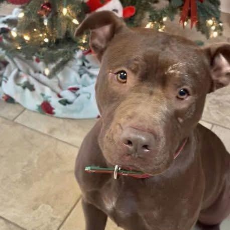 Enlarge Hershey, an adopted mixed breed in Fairfax, VA image 1/5