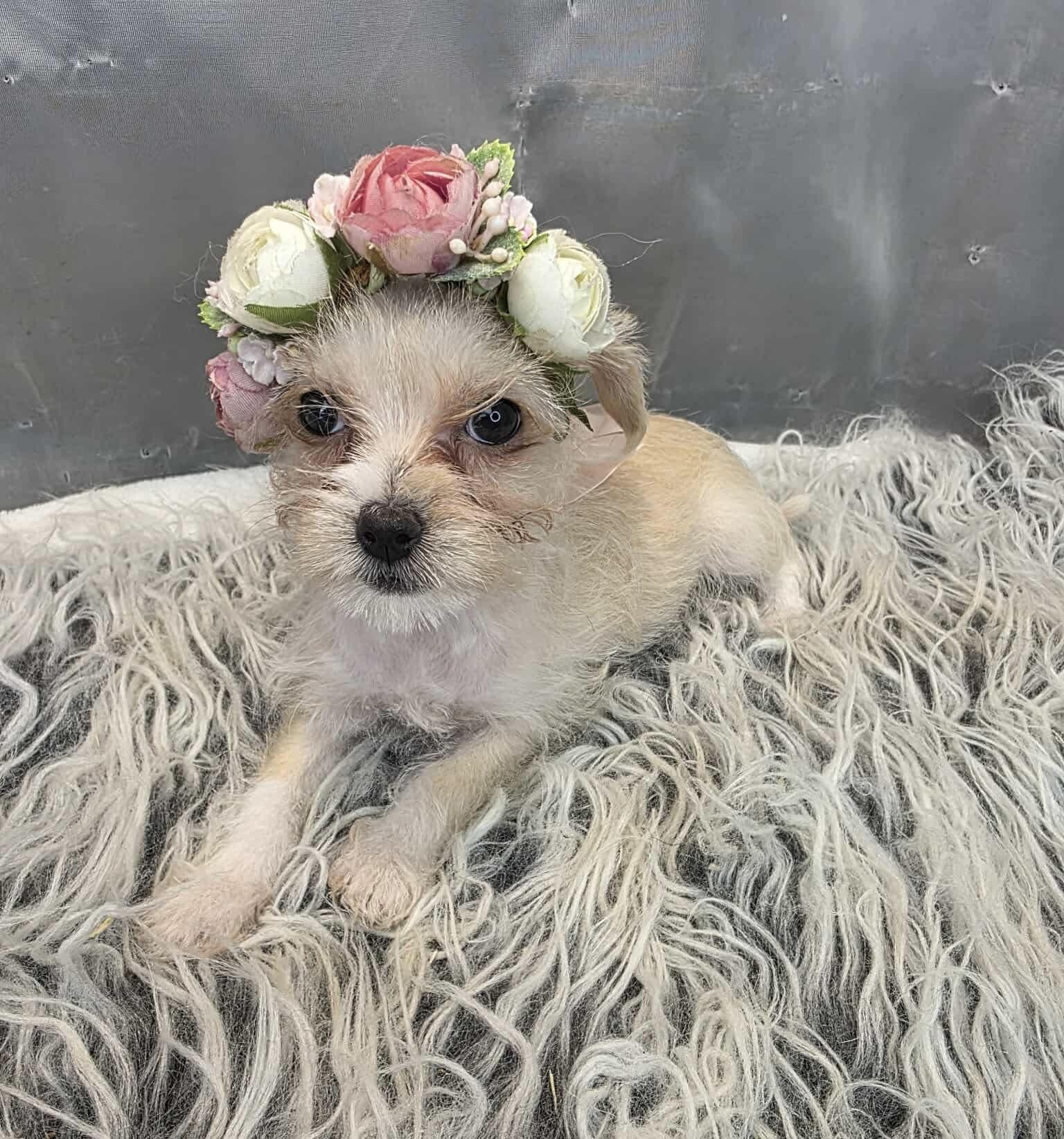 Enlarge Cherish, a Adoptable mixed breed in Hartford, CT image 1/6