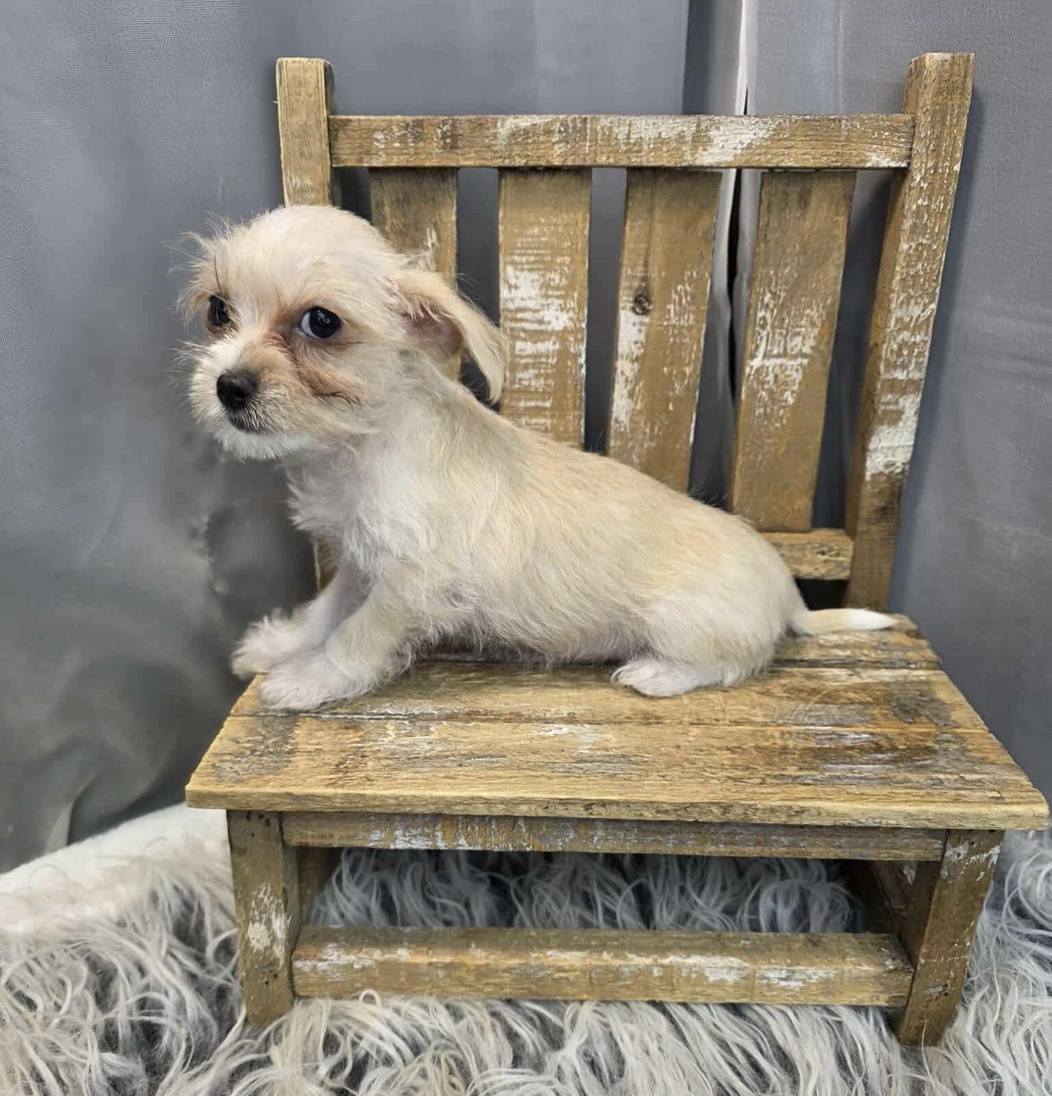 Enlarge Cherish, a Adoptable mixed breed in Hartford, CT image 4/6