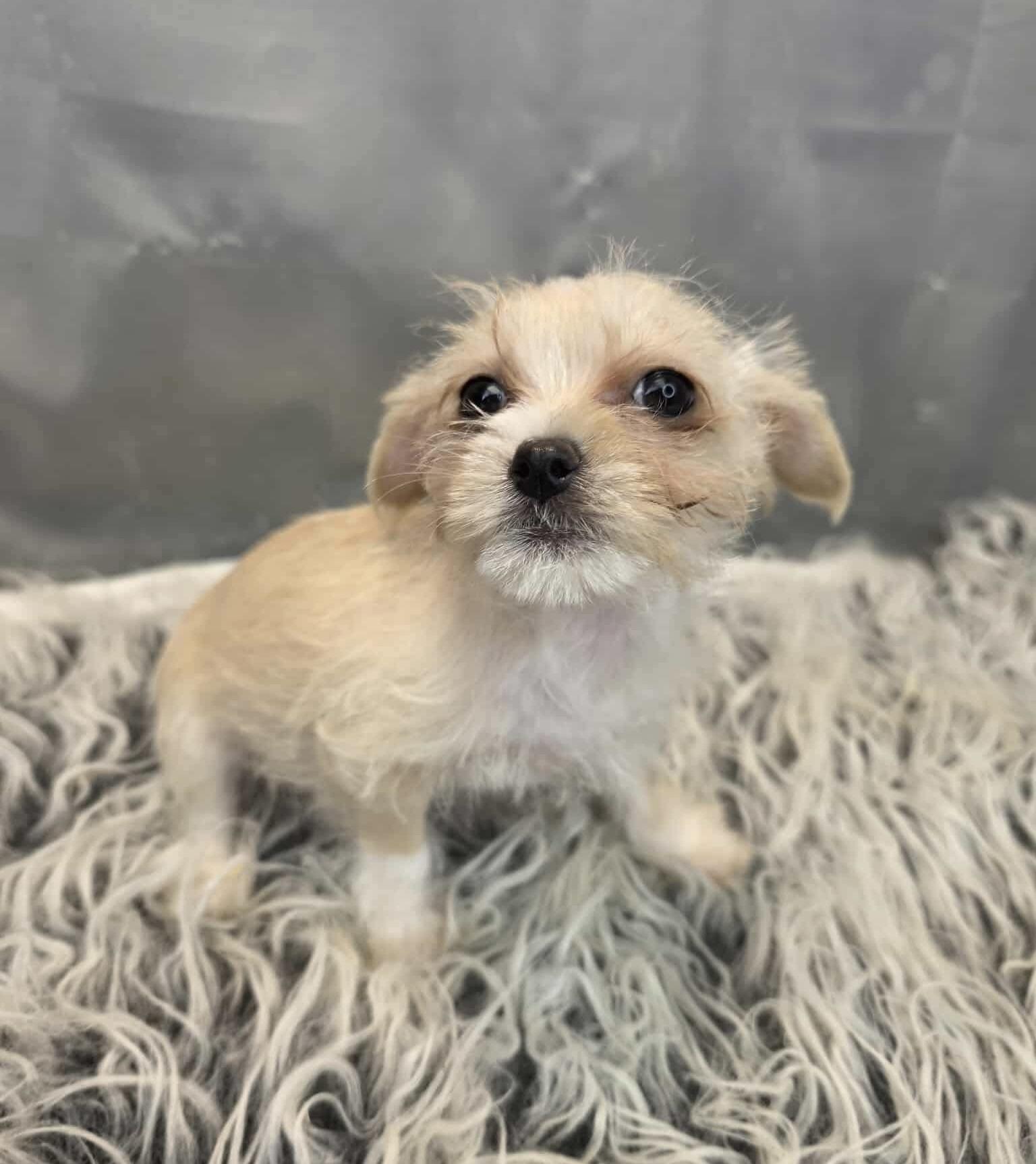 Enlarge Cherish, a Adoptable mixed breed in Hartford, CT image 3/6