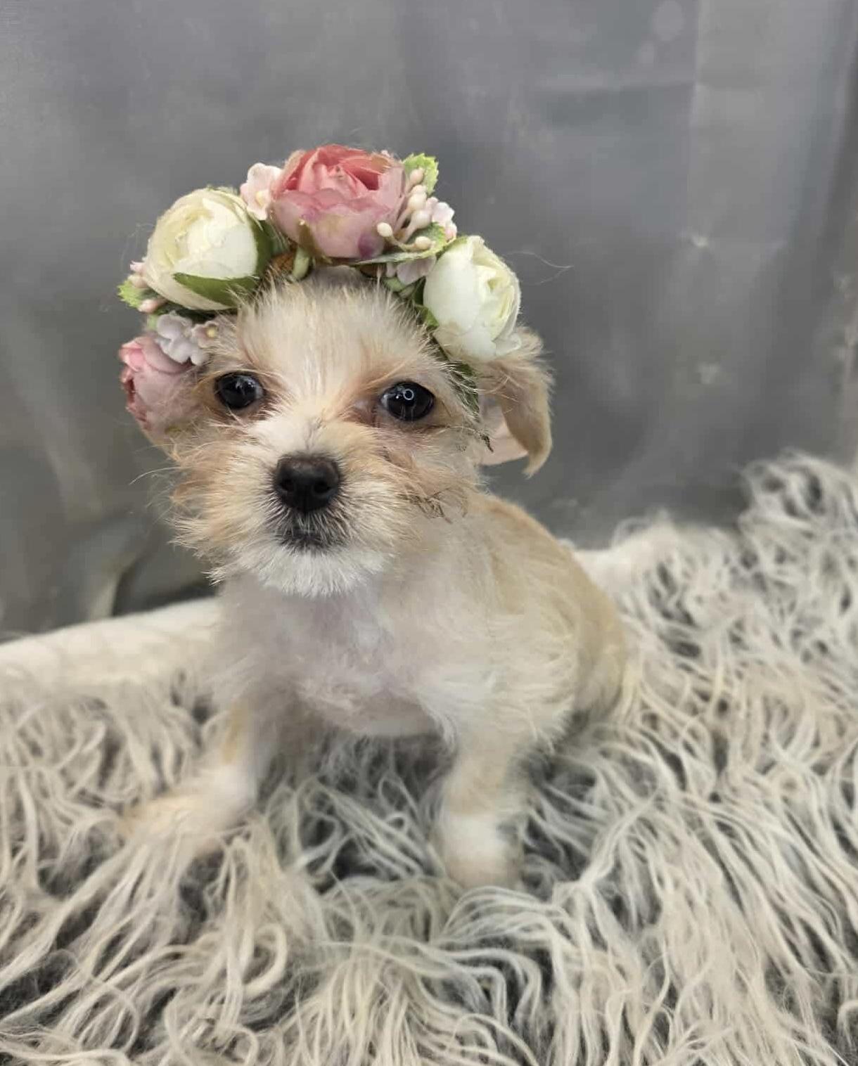 Enlarge Cherish, a Adoptable mixed breed in Hartford, CT image 2/6