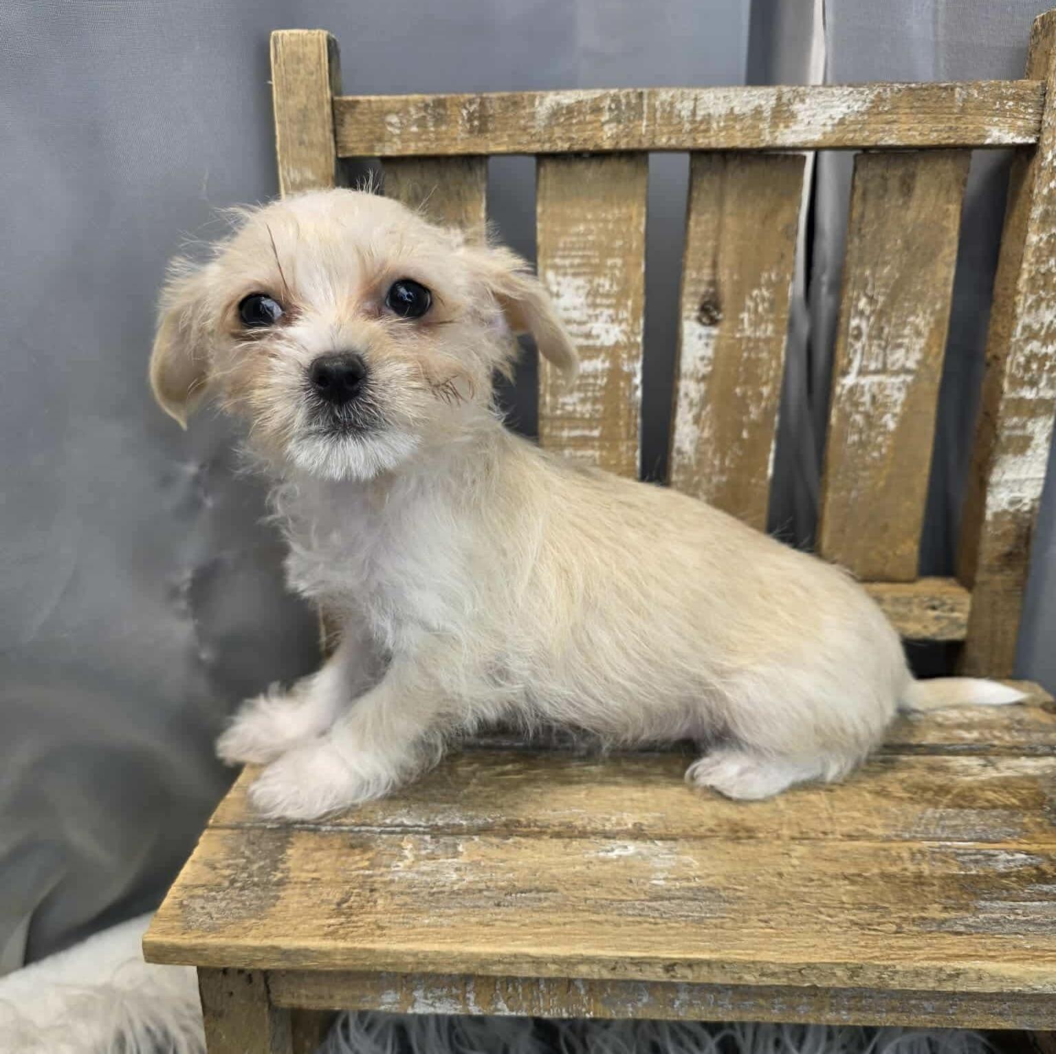 Enlarge Cherish, a Adoptable mixed breed in Hartford, CT image 6/6