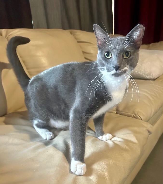 Toby - Kuykendahl Petsmart