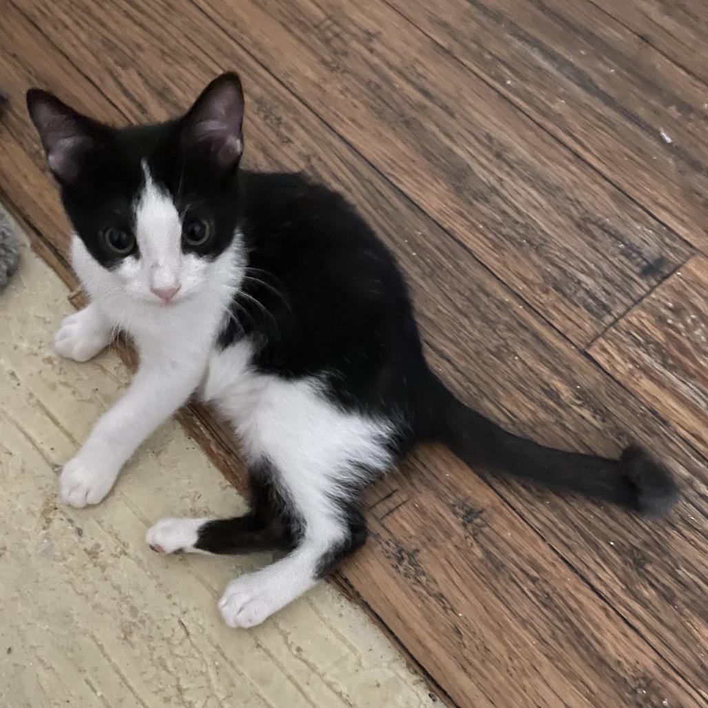 Kink, Adoptable, Kitten Male Domestic Short Hair.