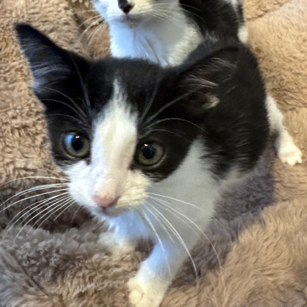 Kink, a Adoptable Domestic Short Hair in Missouri City, TX image 3/4