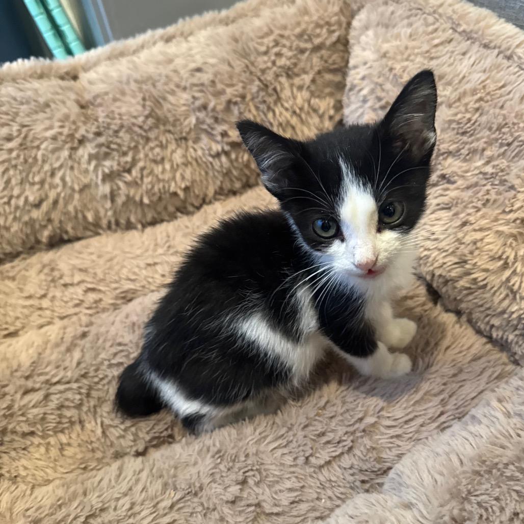 Kink, a Adoptable Domestic Short Hair in Missouri City, TX image 4/4