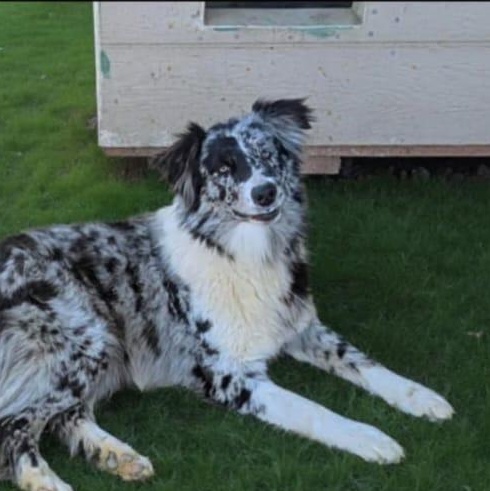 Enlarge Espn, an adopted mixed breed in San Jose, CA image 1/1