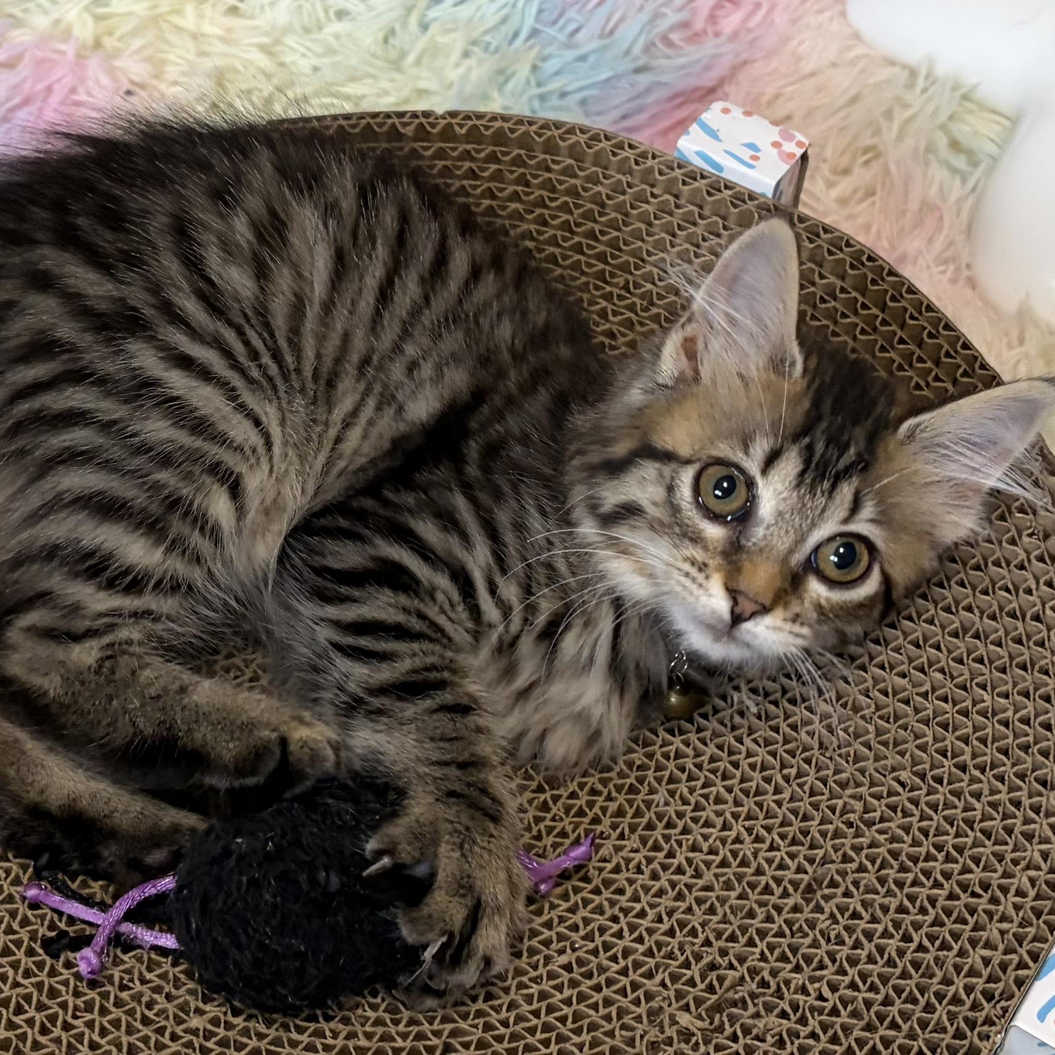 Eleanor, an adopted mixed breed in Scranton, PA image 6/6
