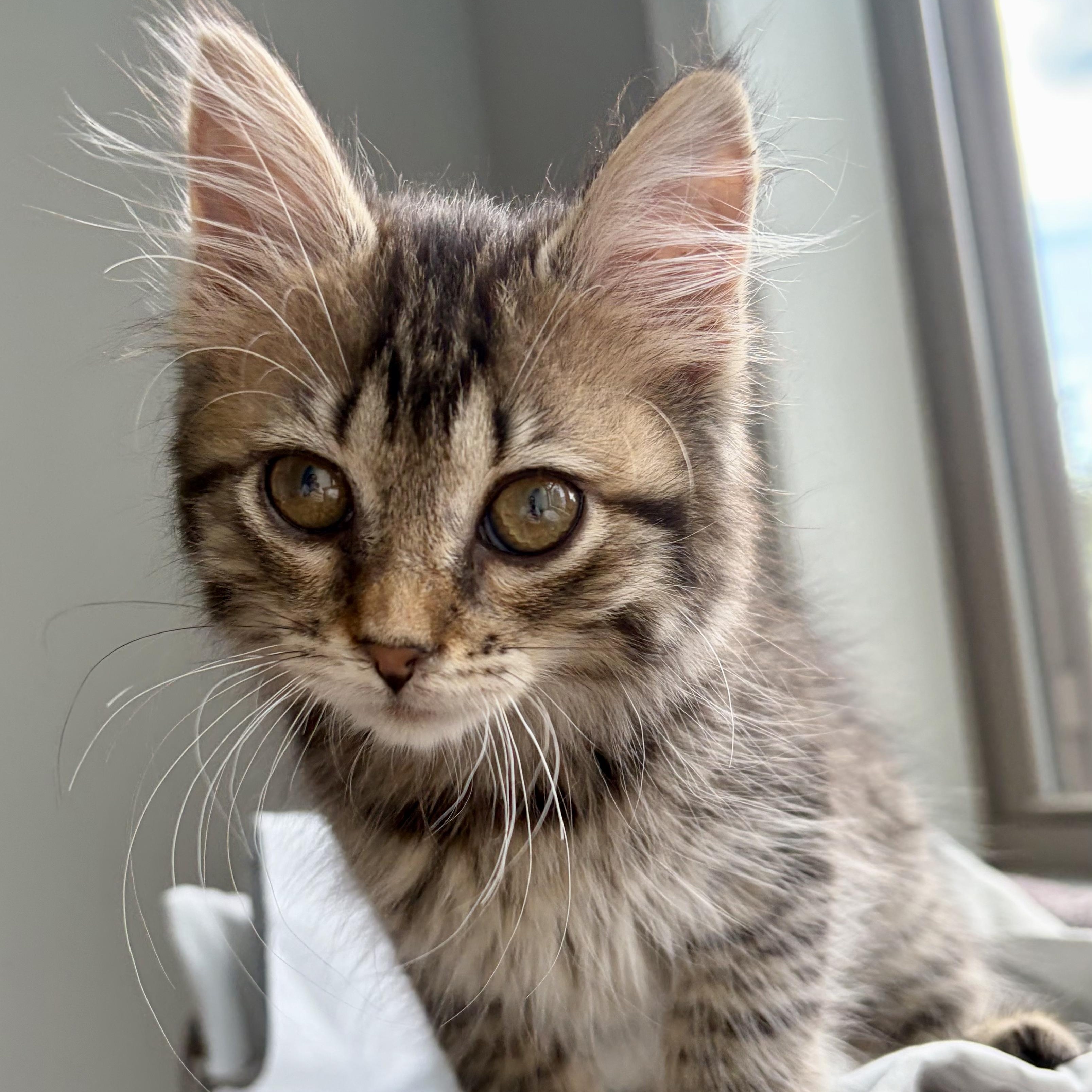 Eleanor, an adopted mixed breed in Scranton, PA image 2/6