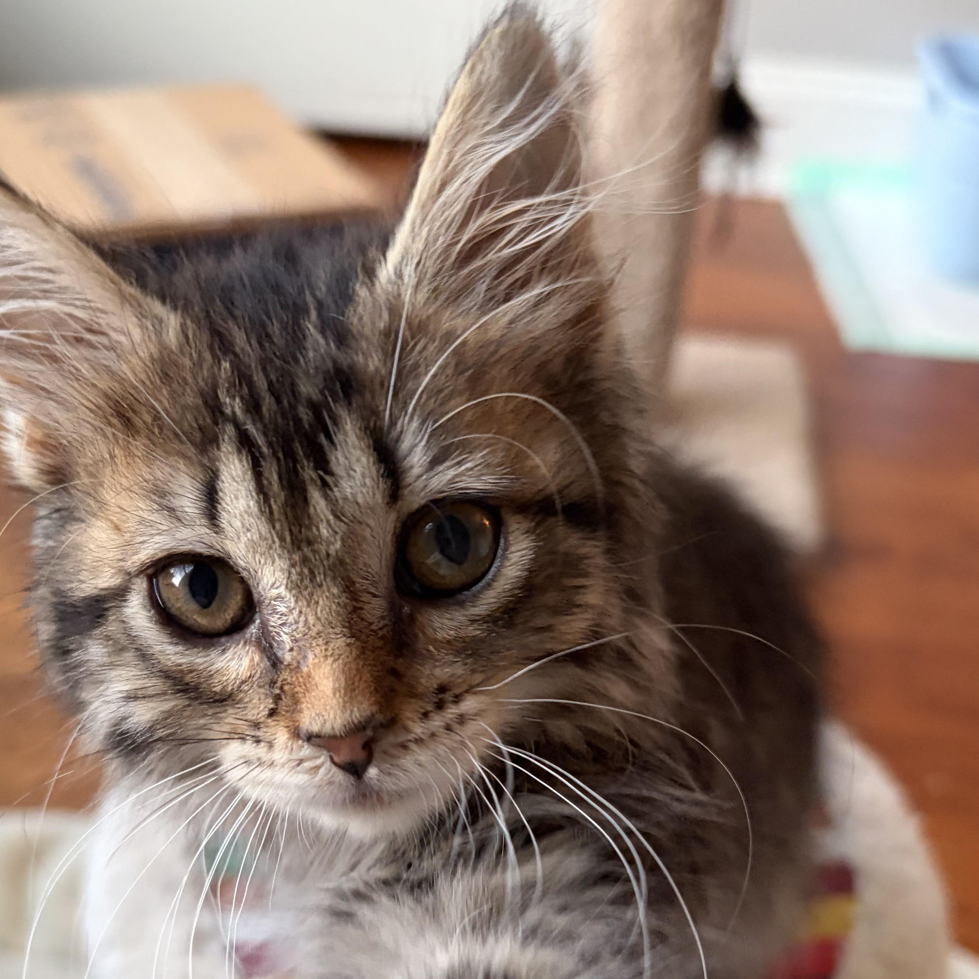 Eleanor, an adopted mixed breed in Scranton, PA image 3/6
