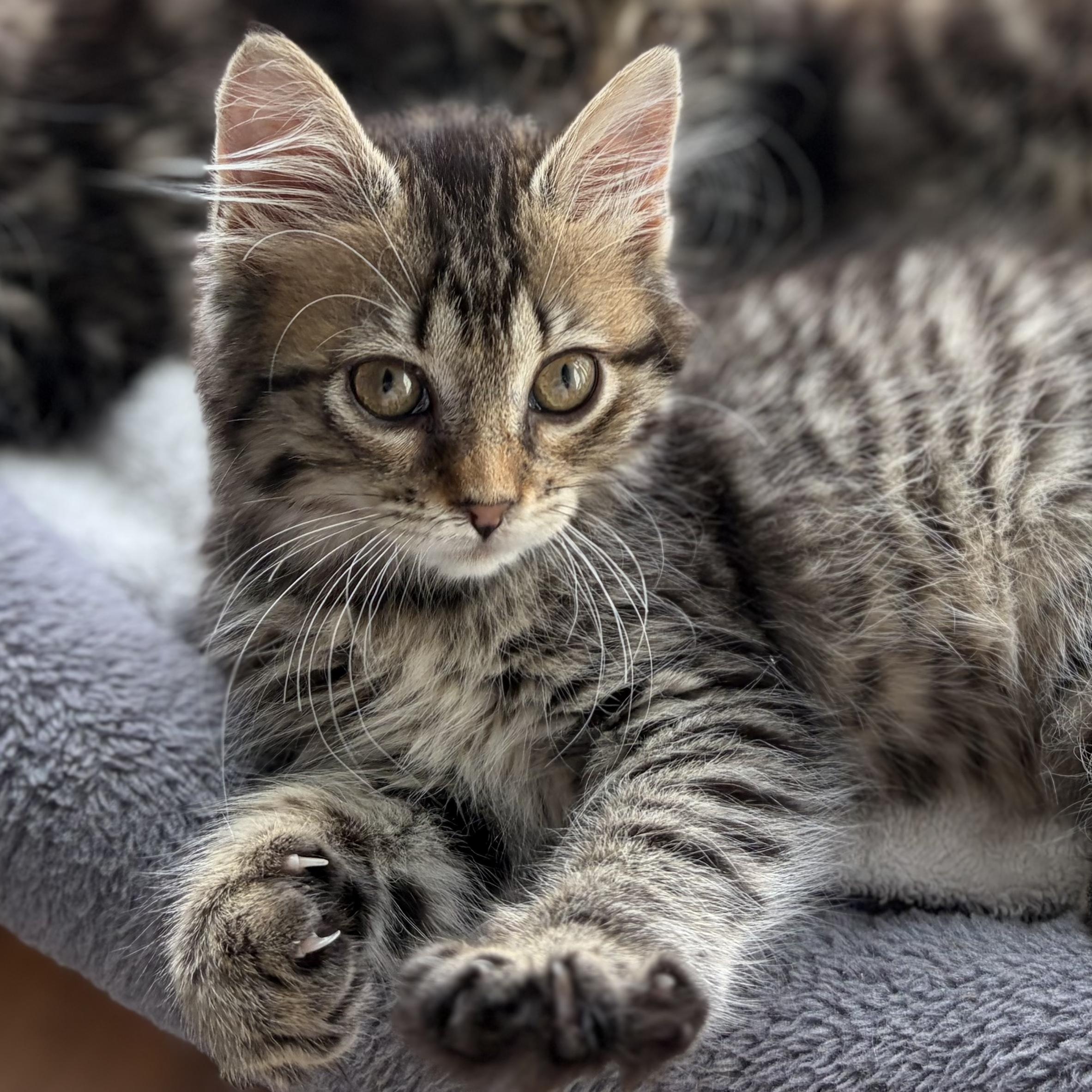 Eleanor, adopted, Kitten Female Domestic Medium Hair & Tabby.